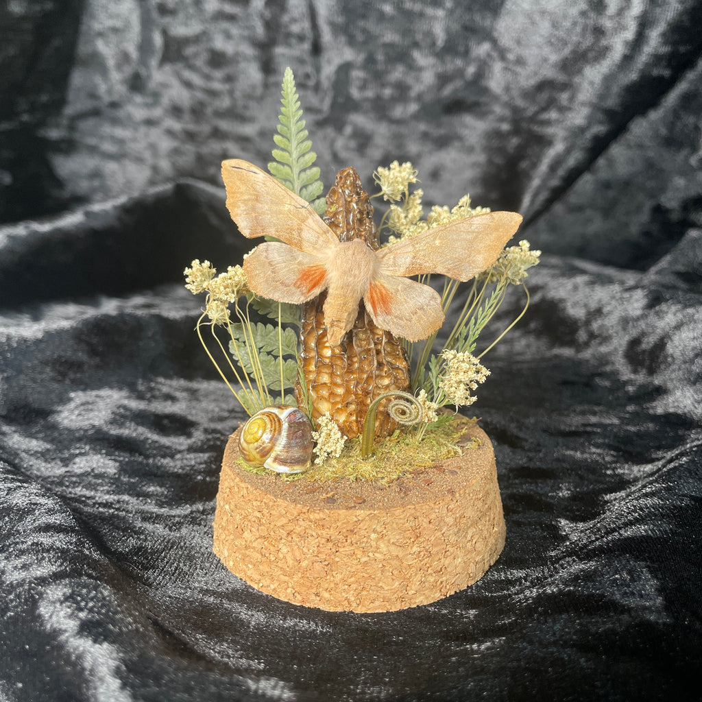 Hawkmoth specimen dome