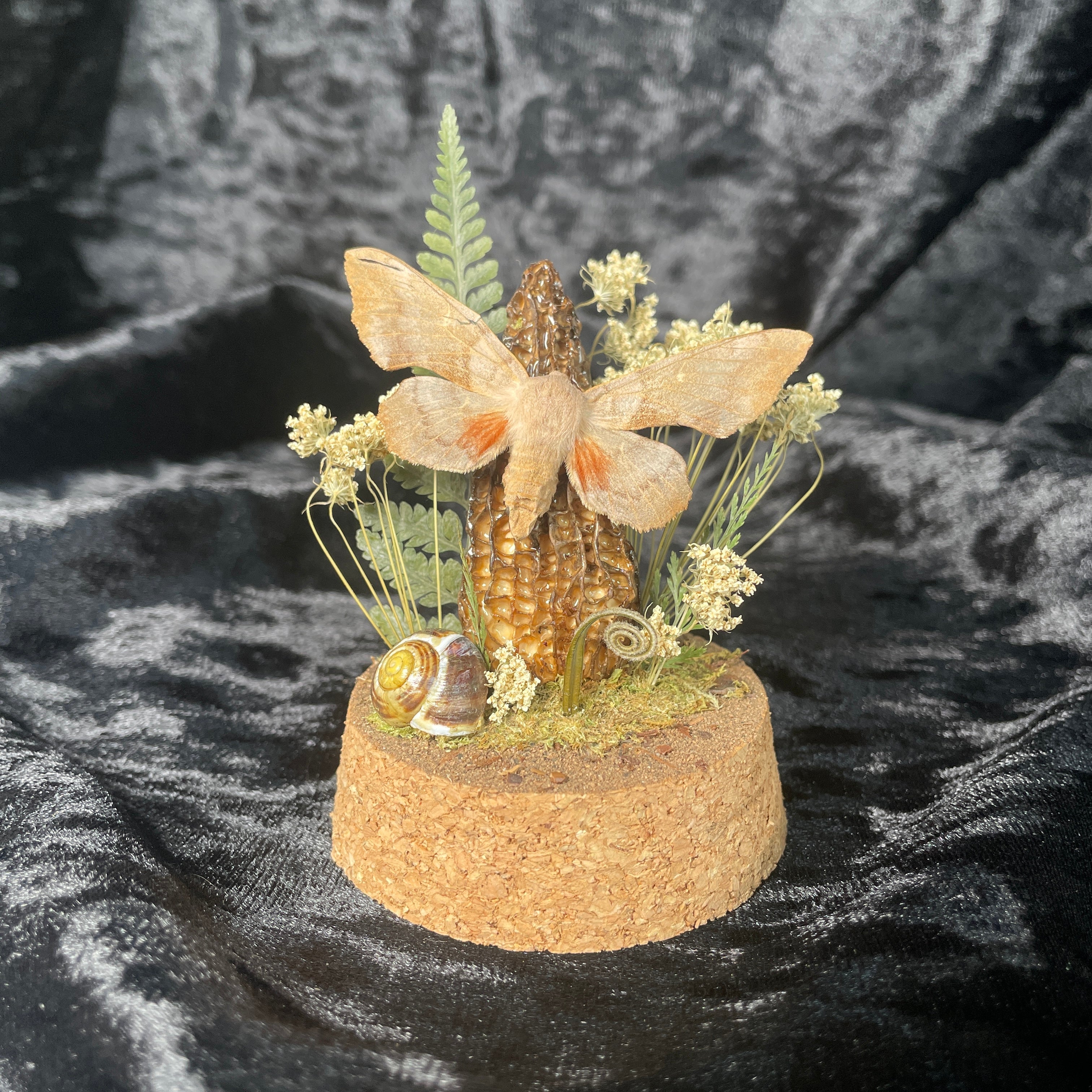 Hawkmoth specimen dome