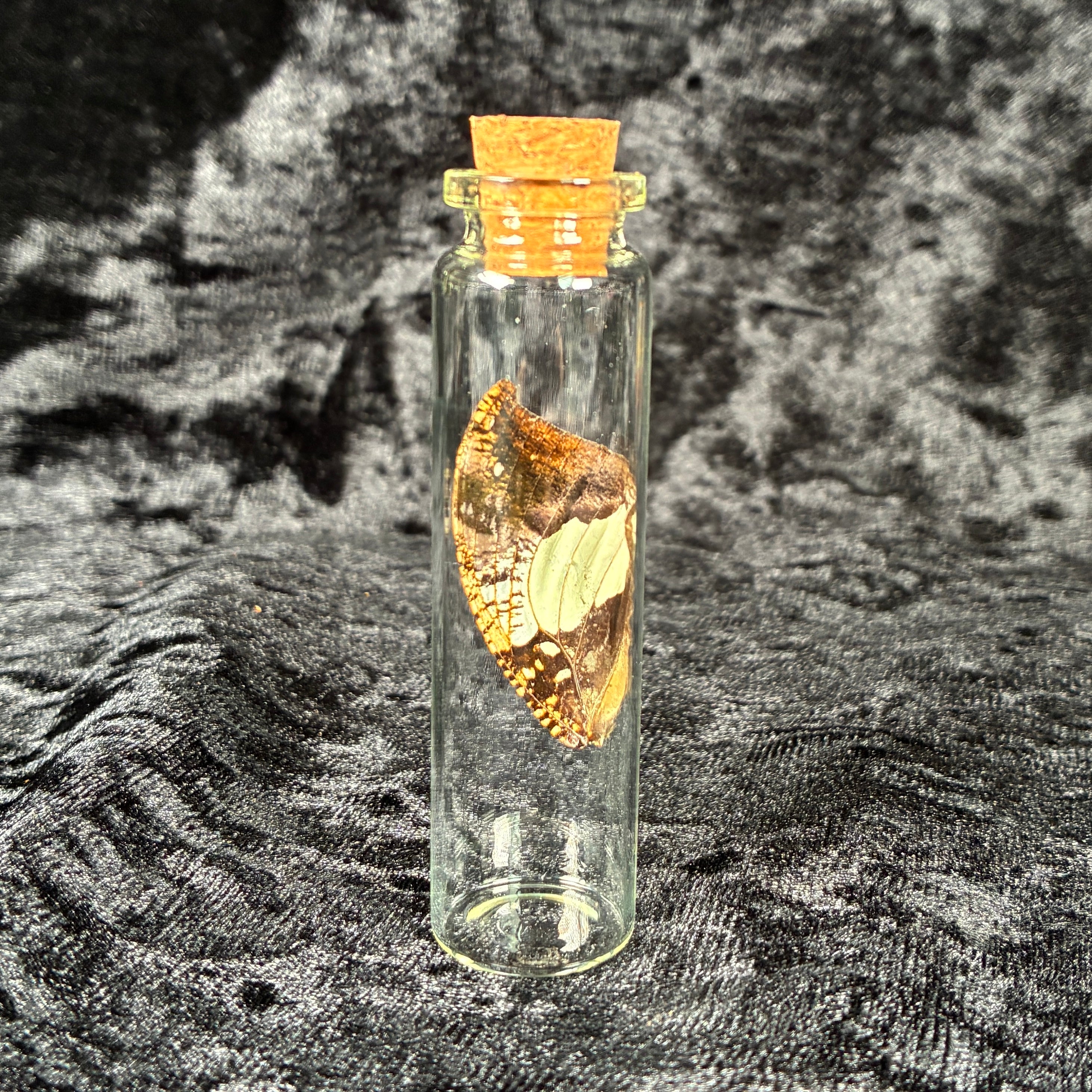 Butterfly wing jar bundle