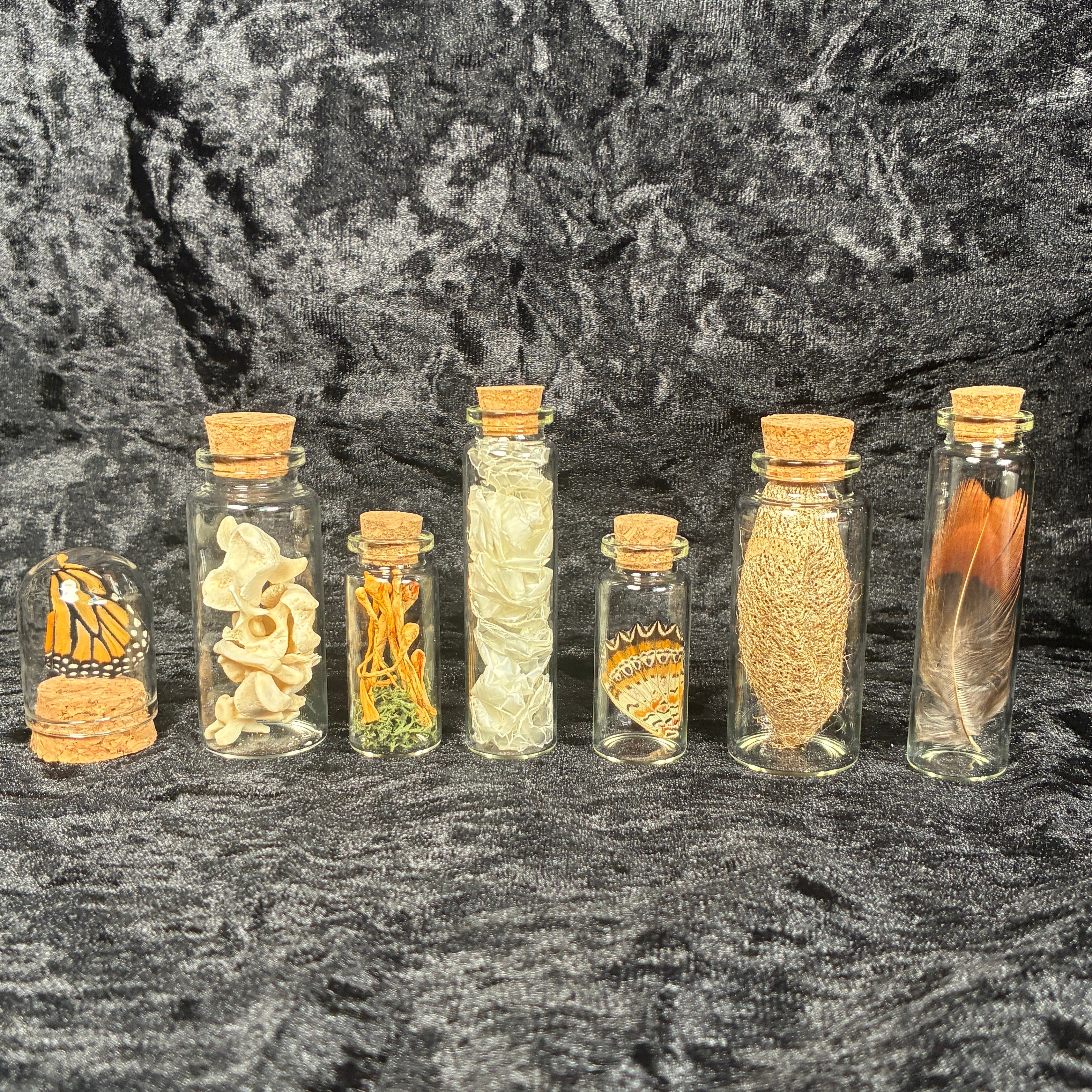 Nature & insect Oddity/curio jar mystery box