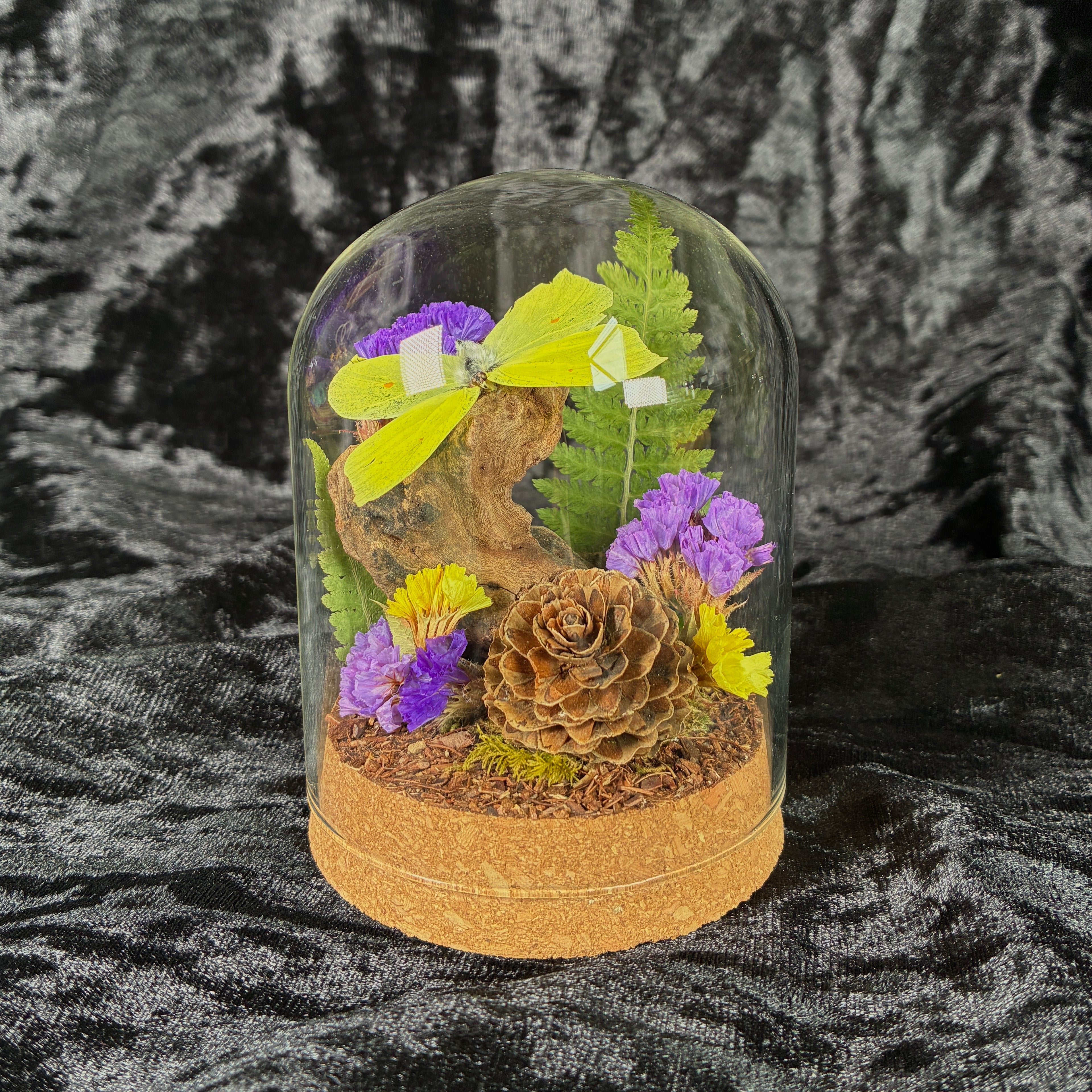 Brimstone butterfly specimen dome