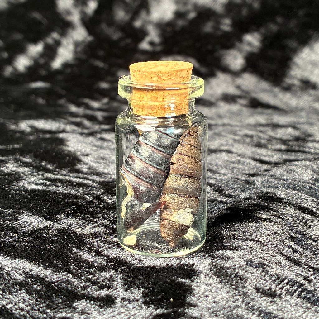 Mixed oddity jar/vial bundle