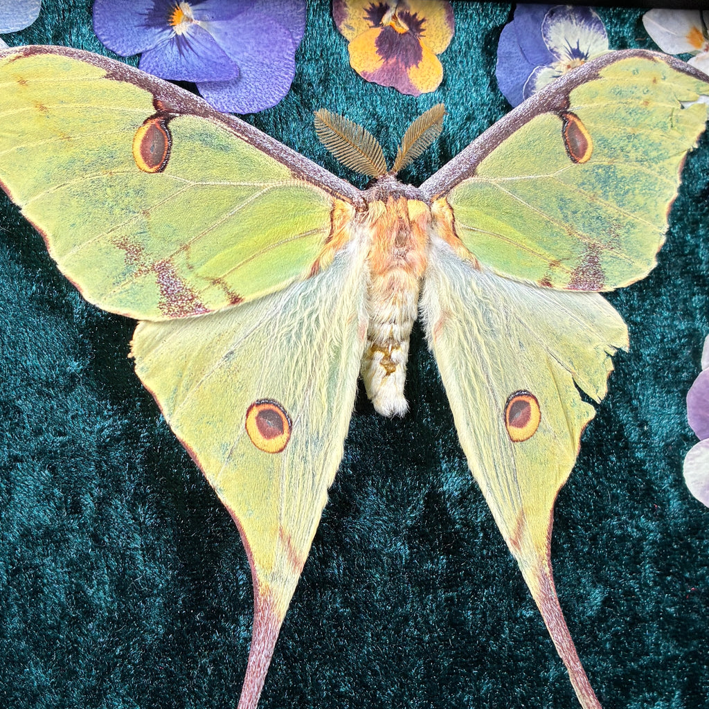 African moon moth specimen frame