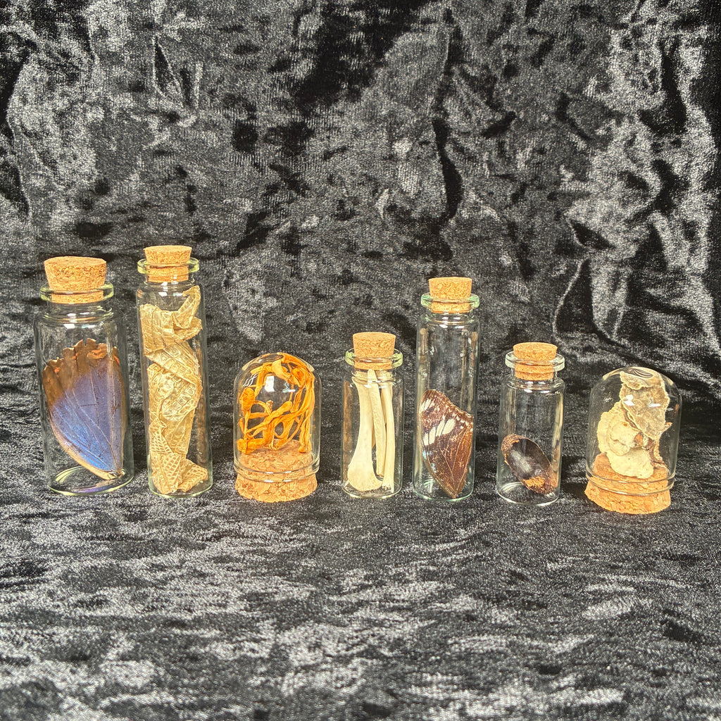 Nature & insect Oddity/curio jar mystery box