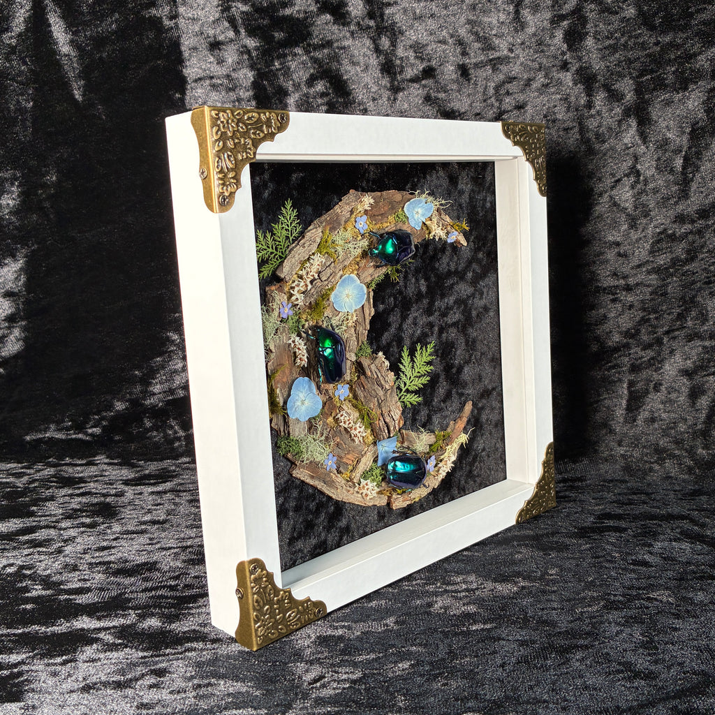 Cyan beetle moon frame