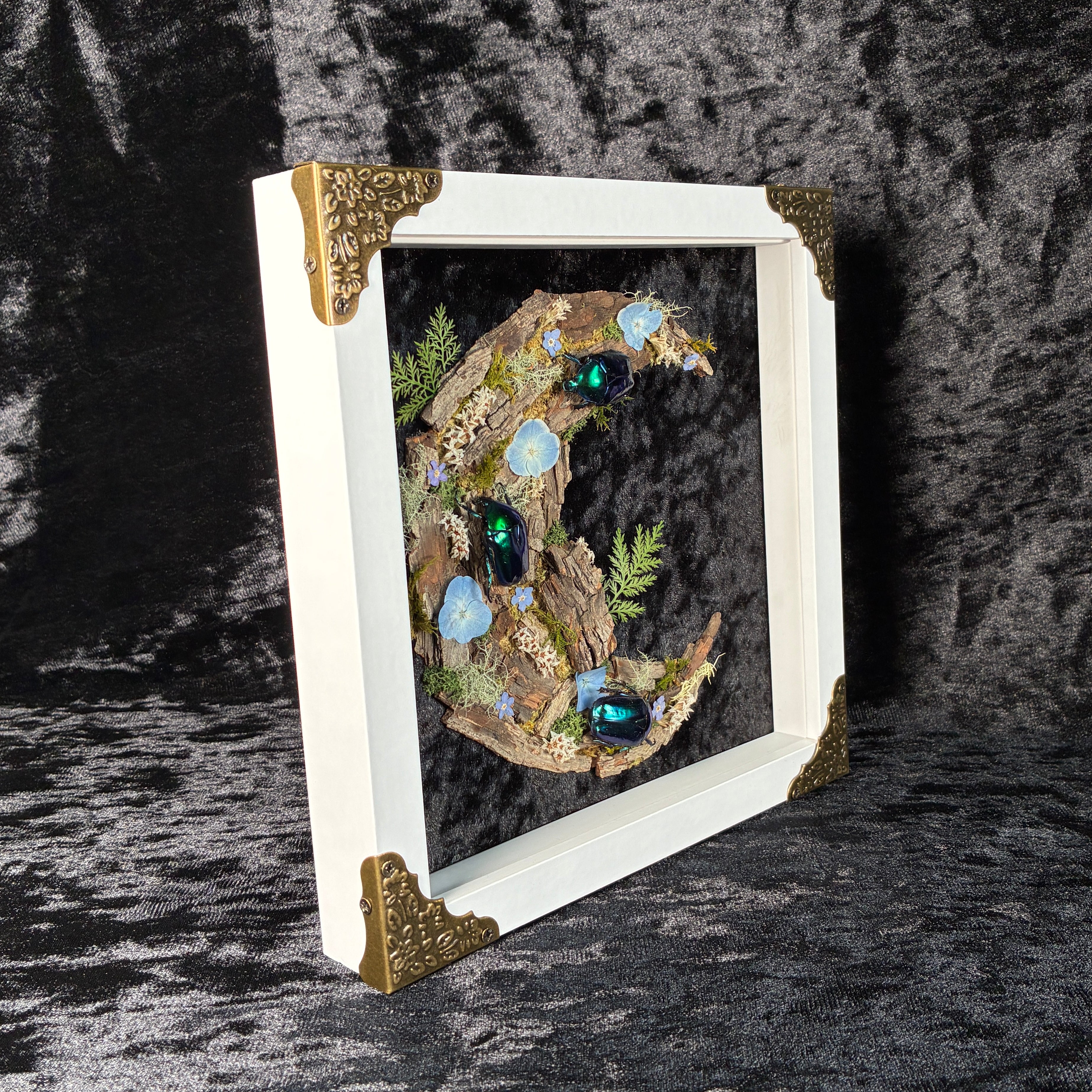 Cyan beetle moon frame