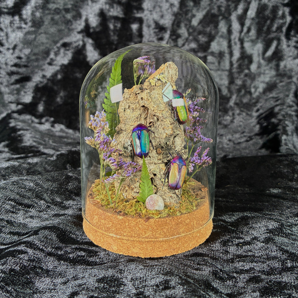 Beetle trio specimen dome