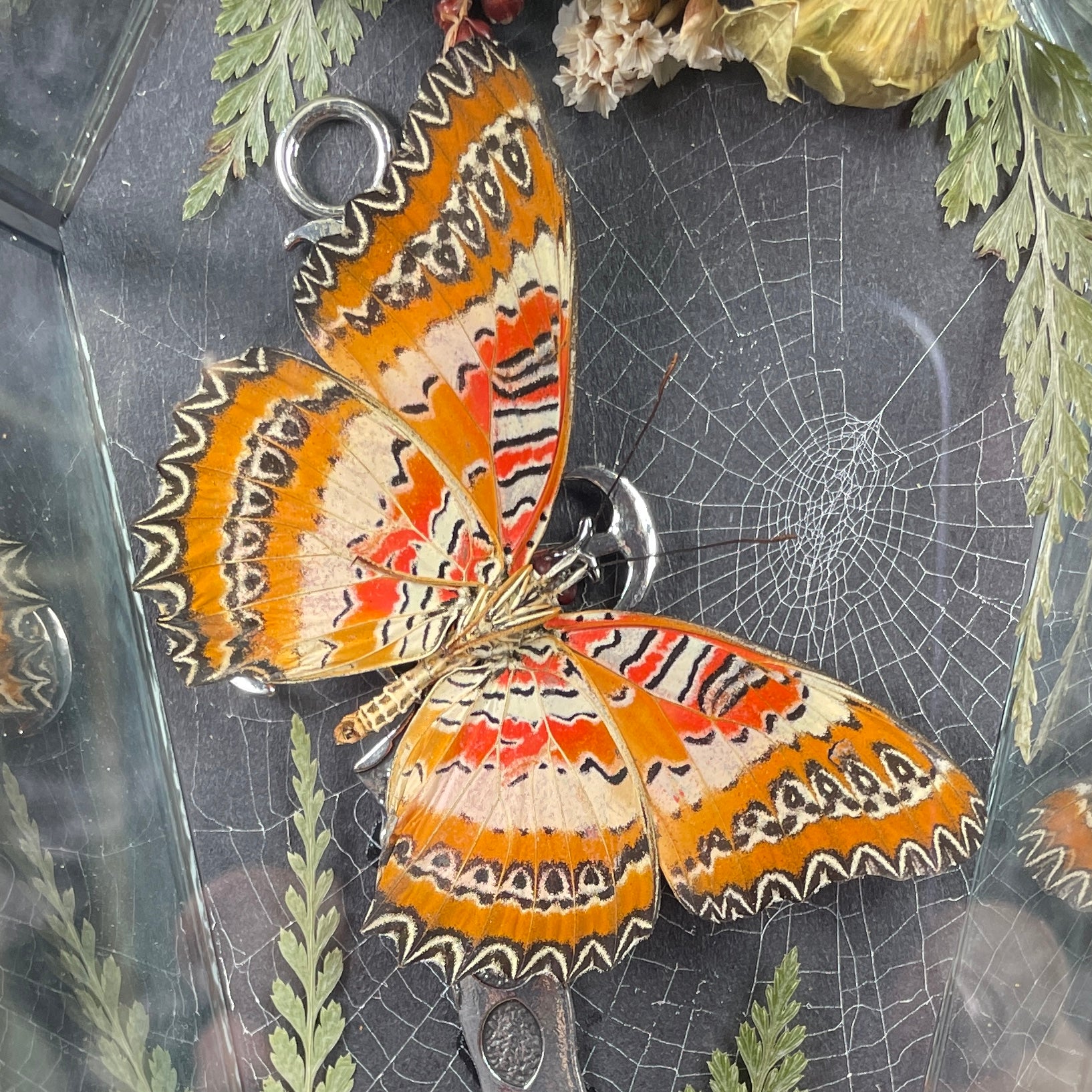 Lacewing butterfly coffin display