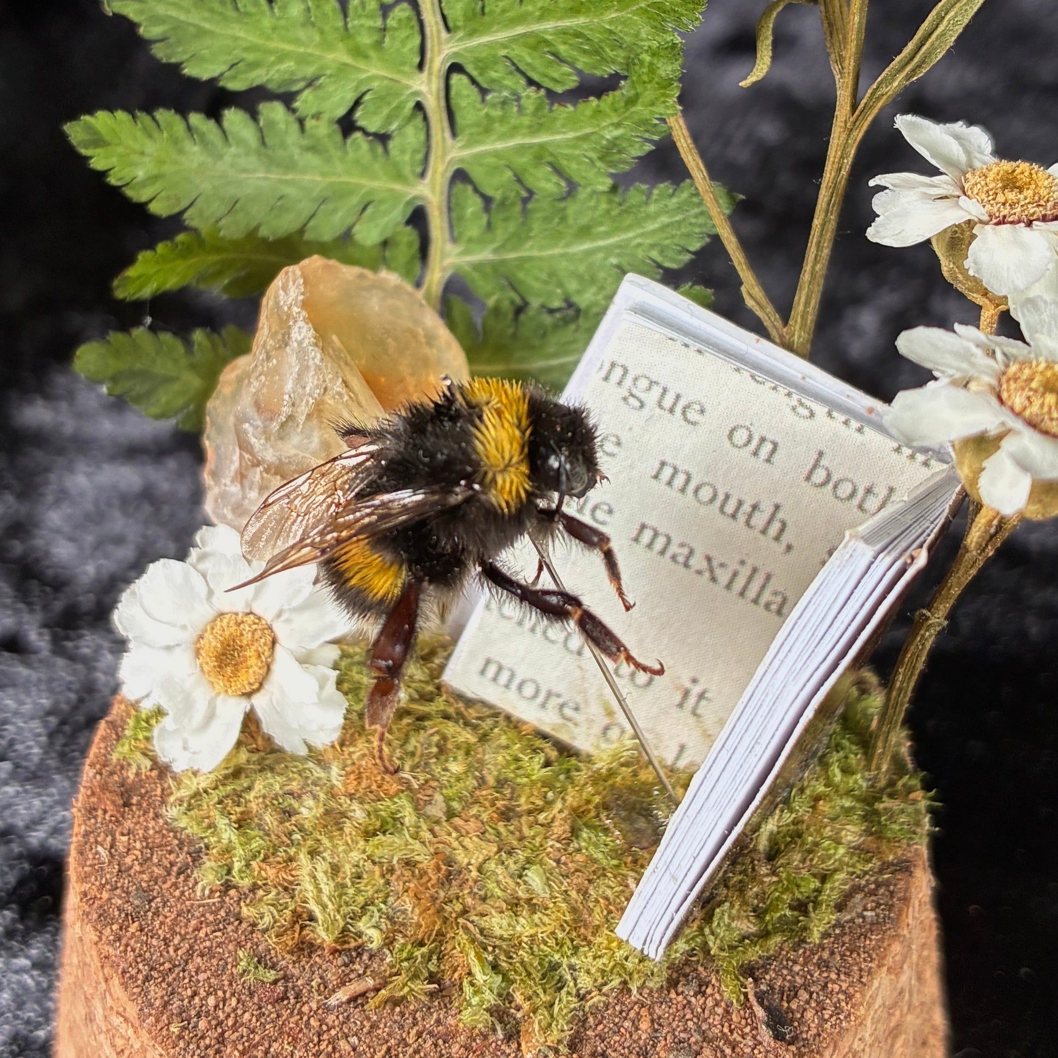 Bumblebee & book specimen dome