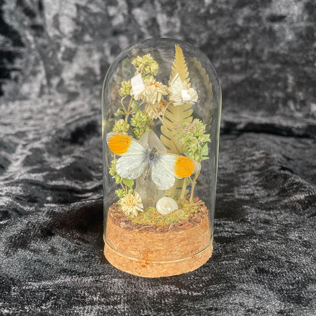 Butterfly specimen small dome