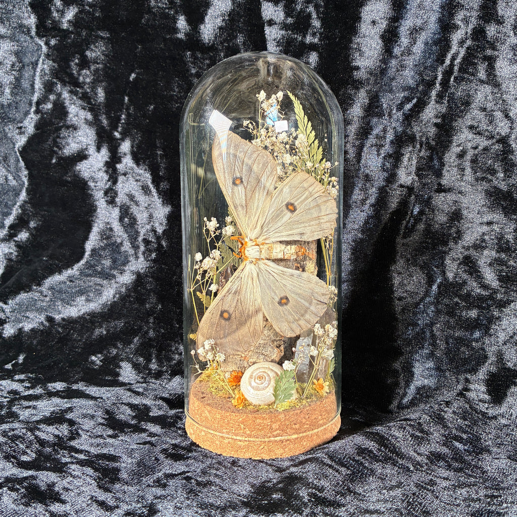 Ghostly silk moth dome