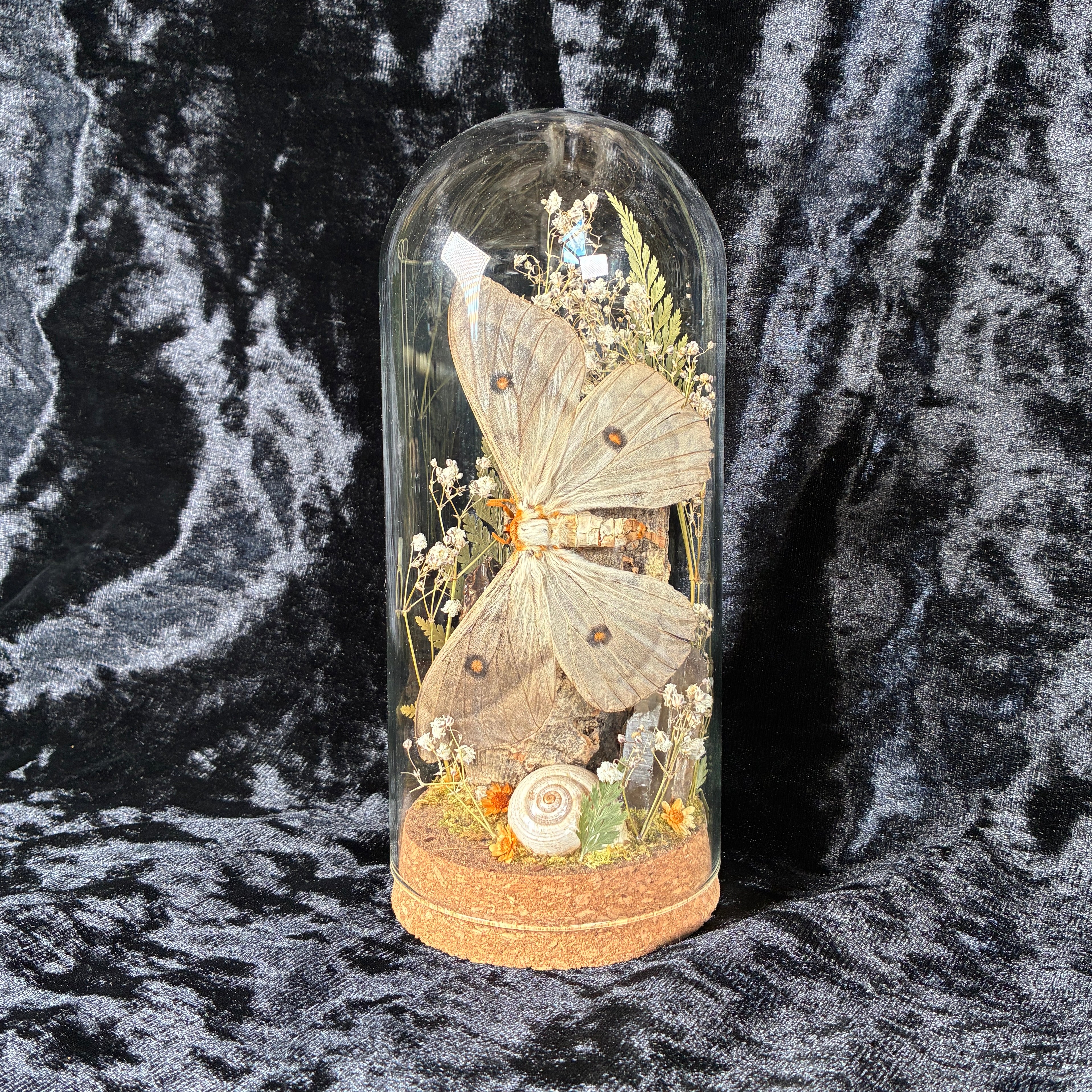 Ghostly silk moth dome