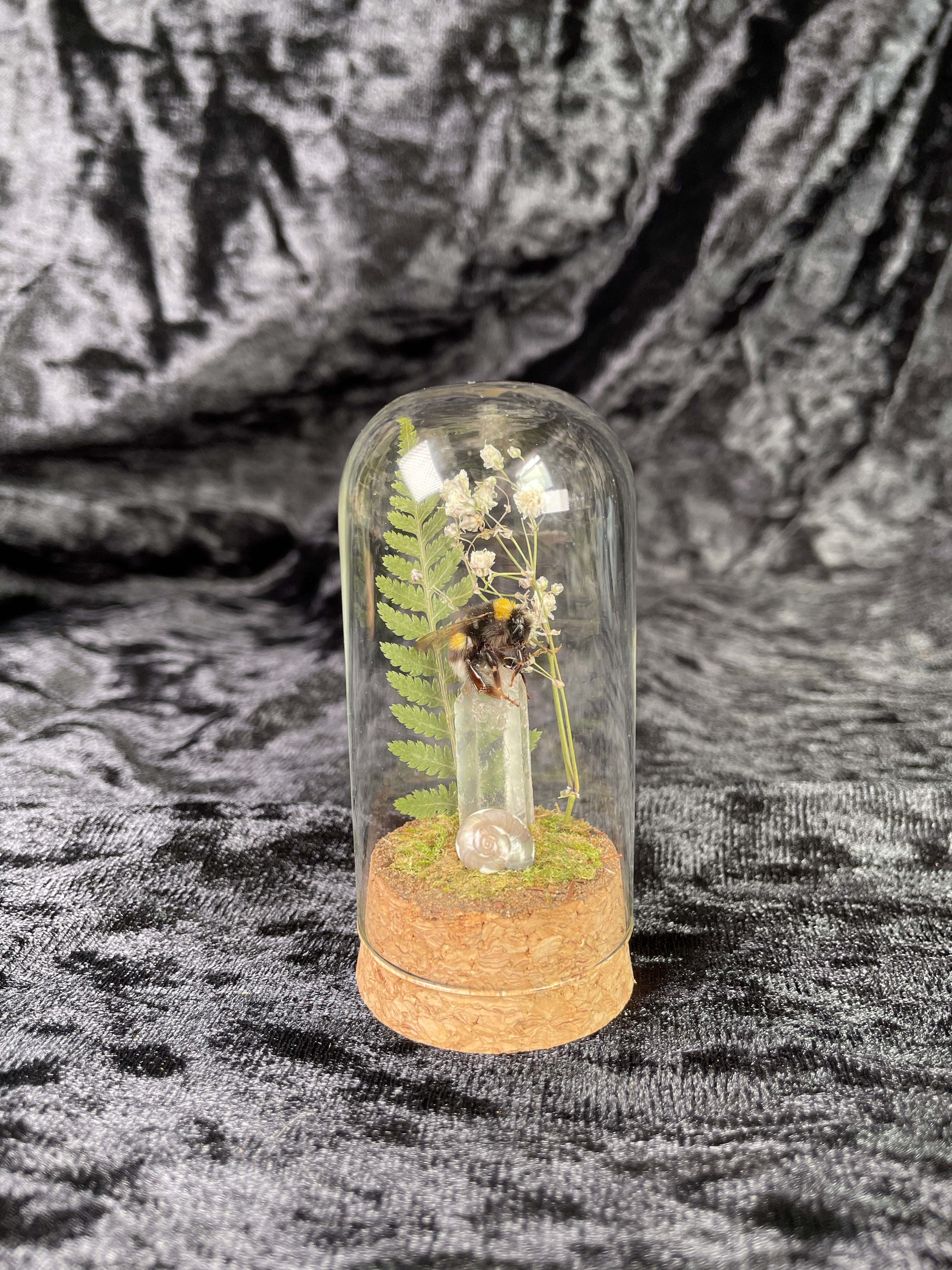 X-small mixed insect domes