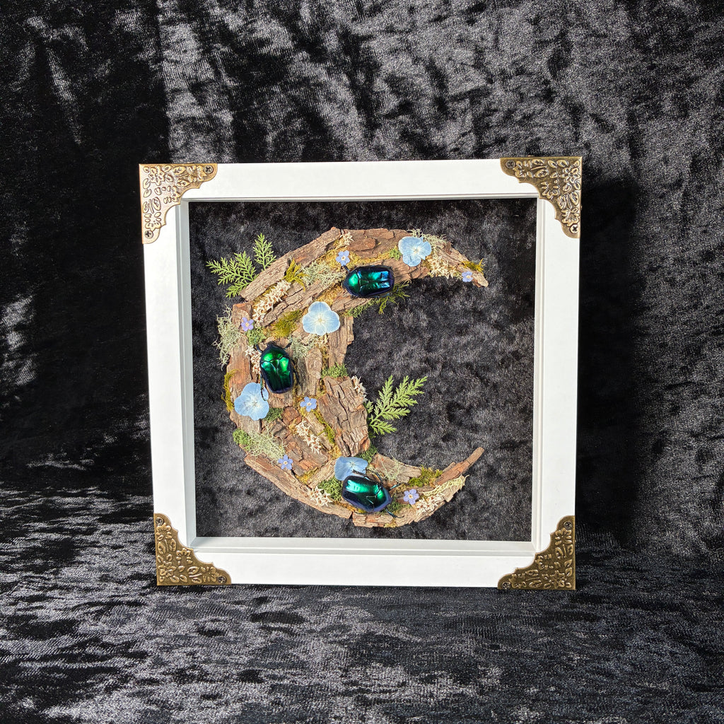 Cyan beetle moon frame