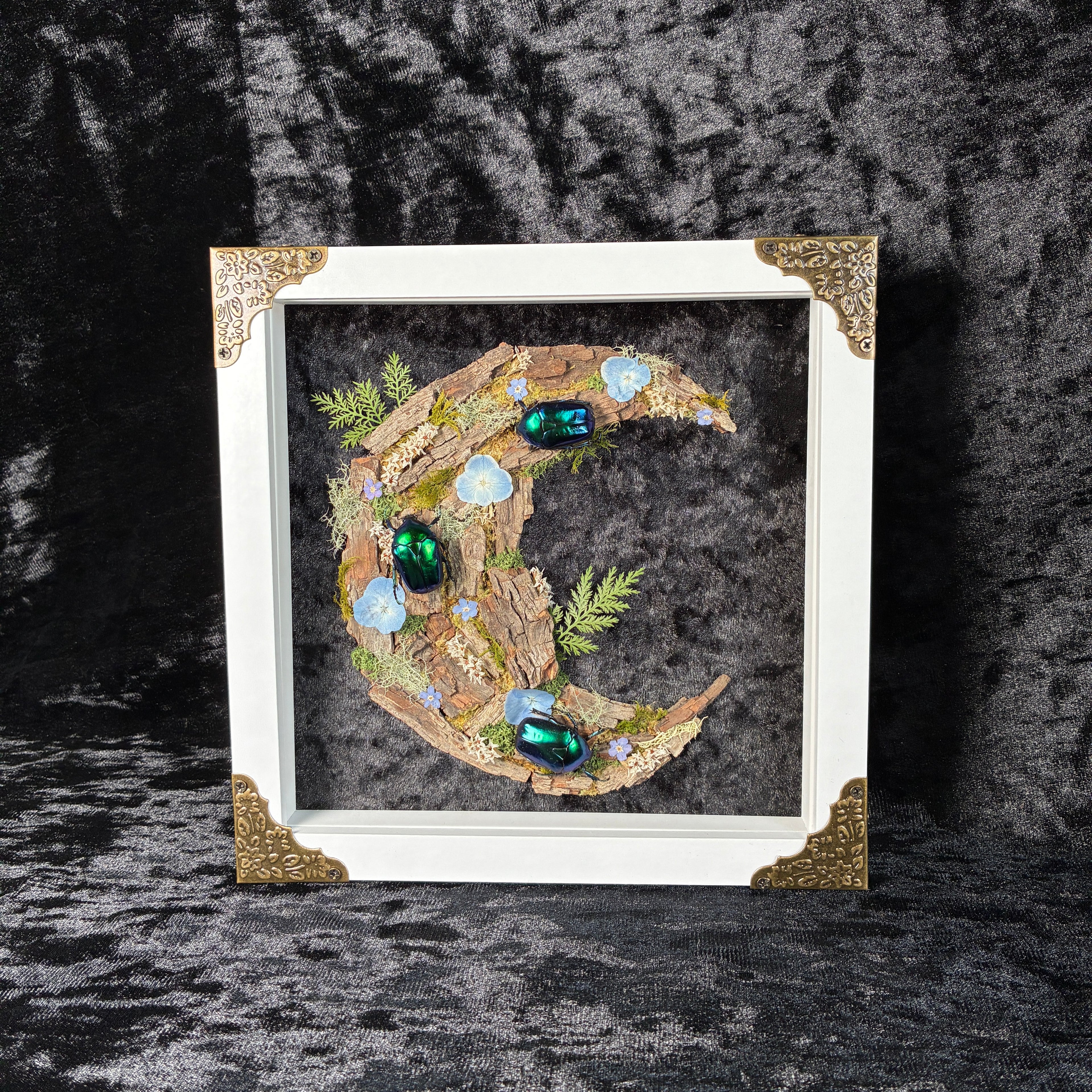 Cyan beetle moon frame