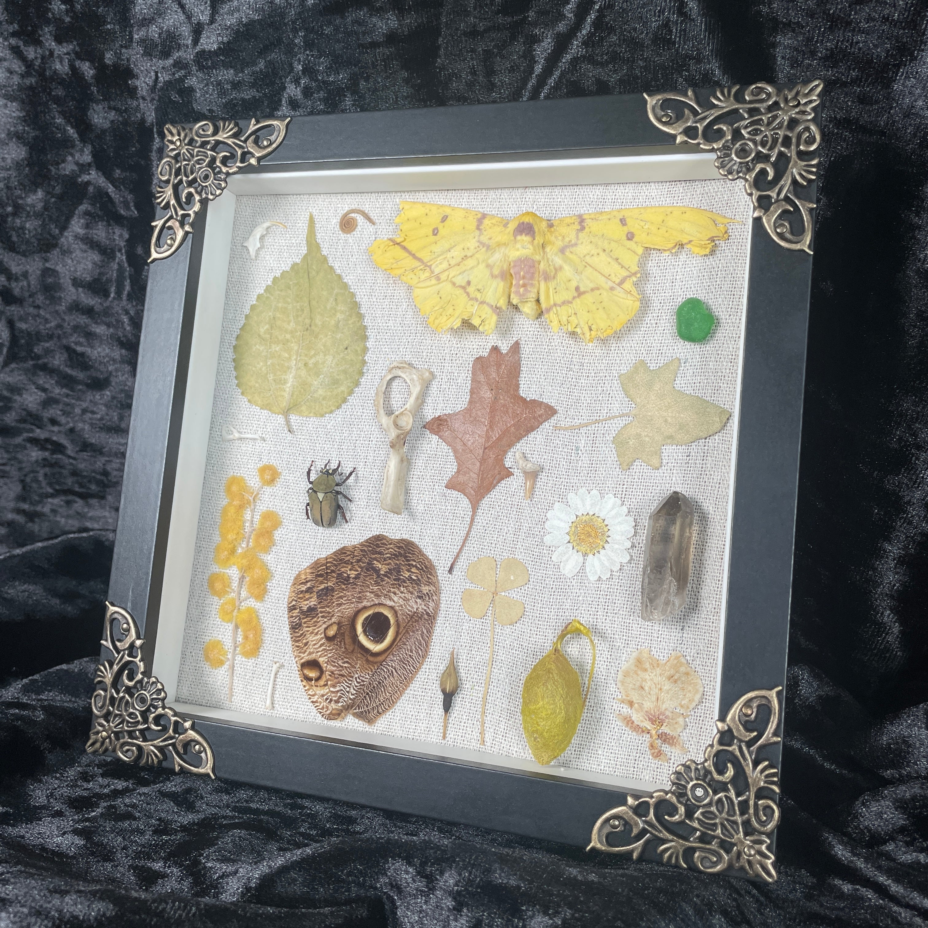 Natures treasures frame