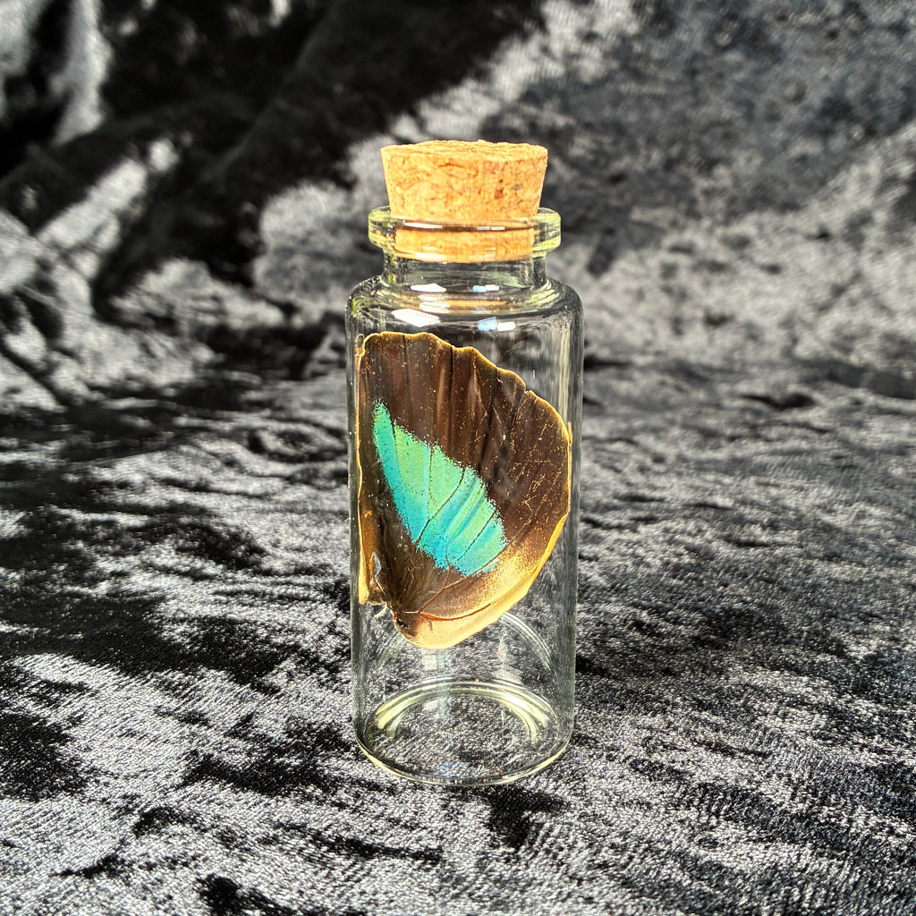 Oddity jar bundle, curio & specimen vials