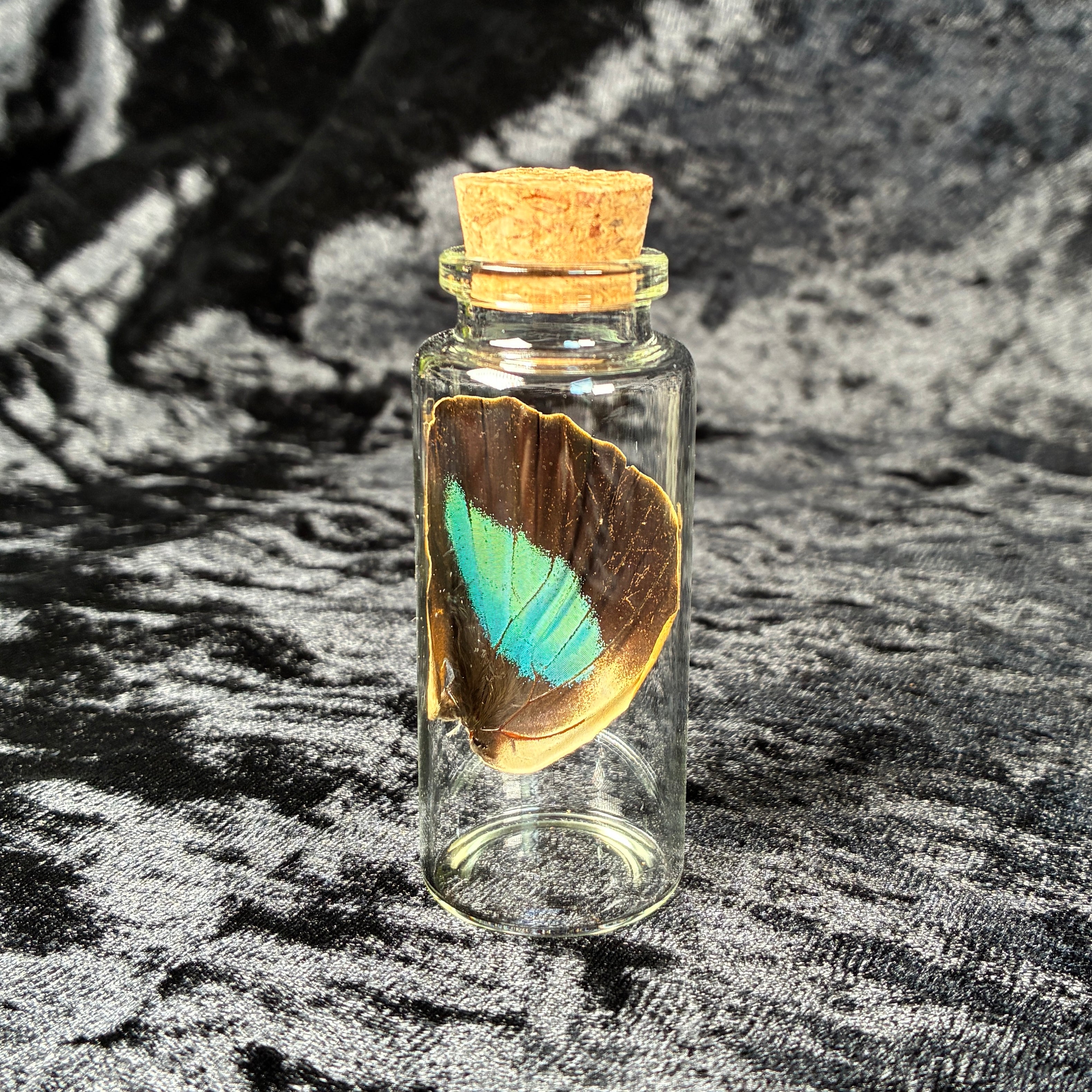 Oddity jar bundle, curio & specimen vials