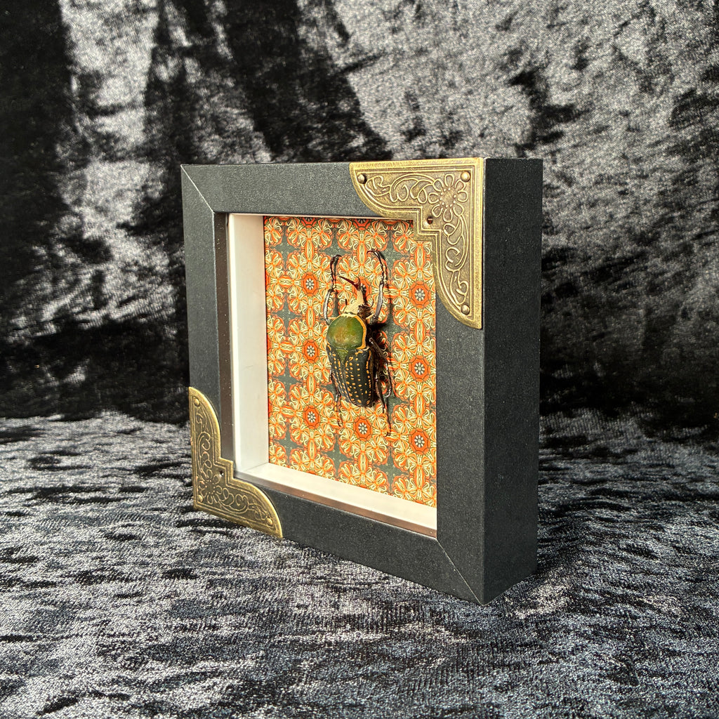 Beetle specimen frame