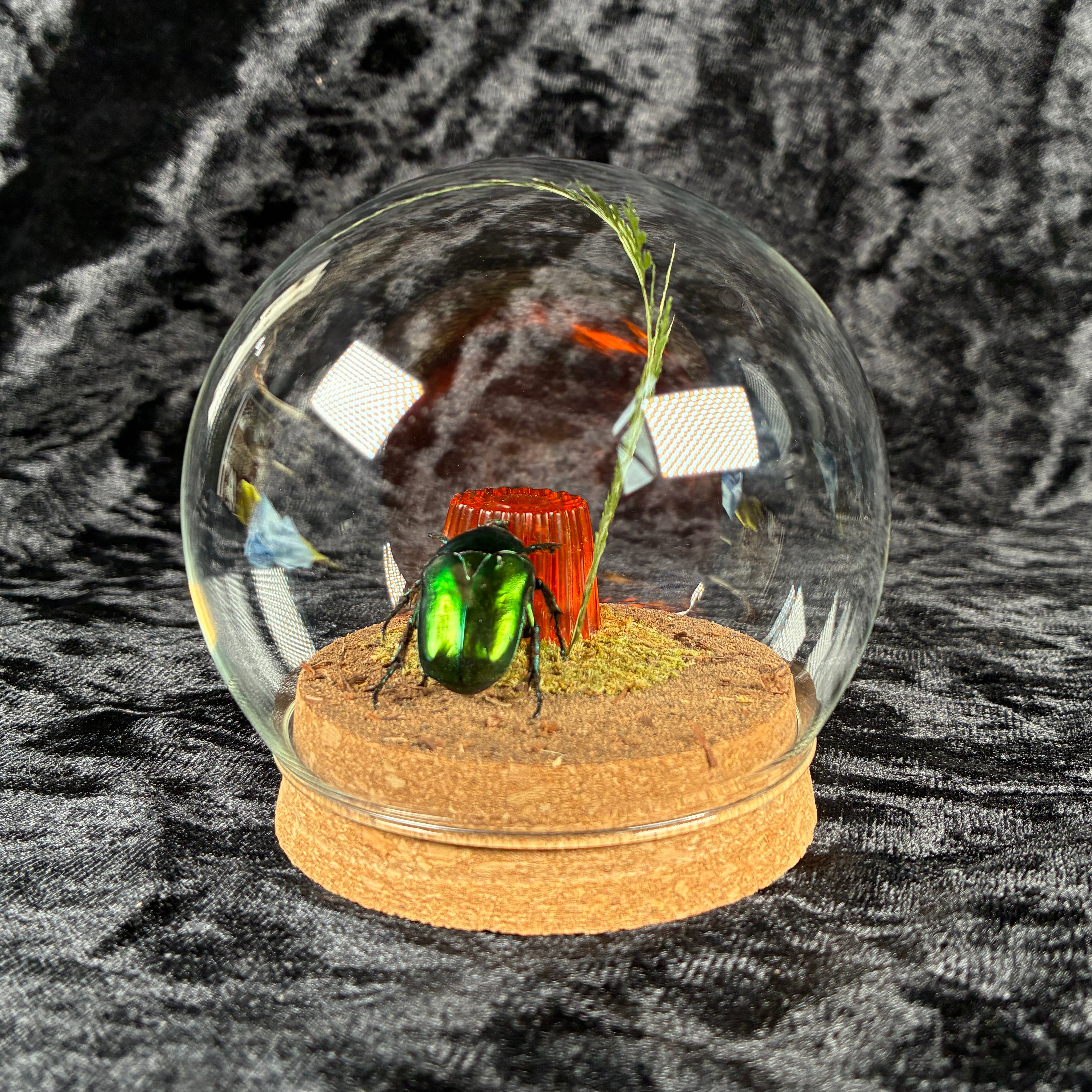 Flower beetle & ‘jelly’ dome