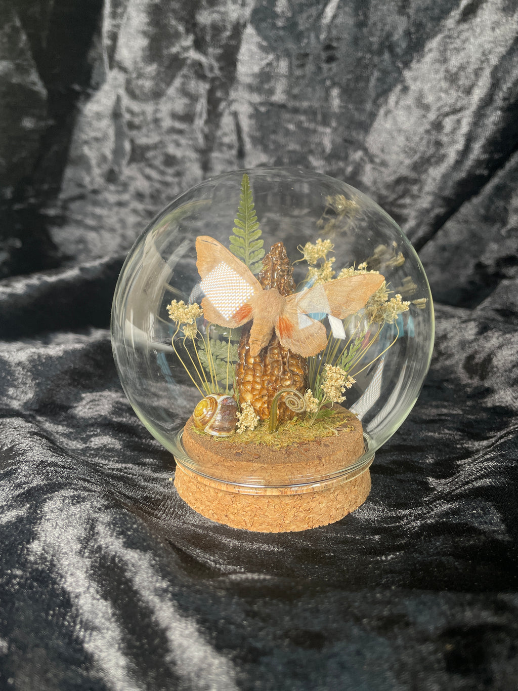 Hawkmoth specimen dome