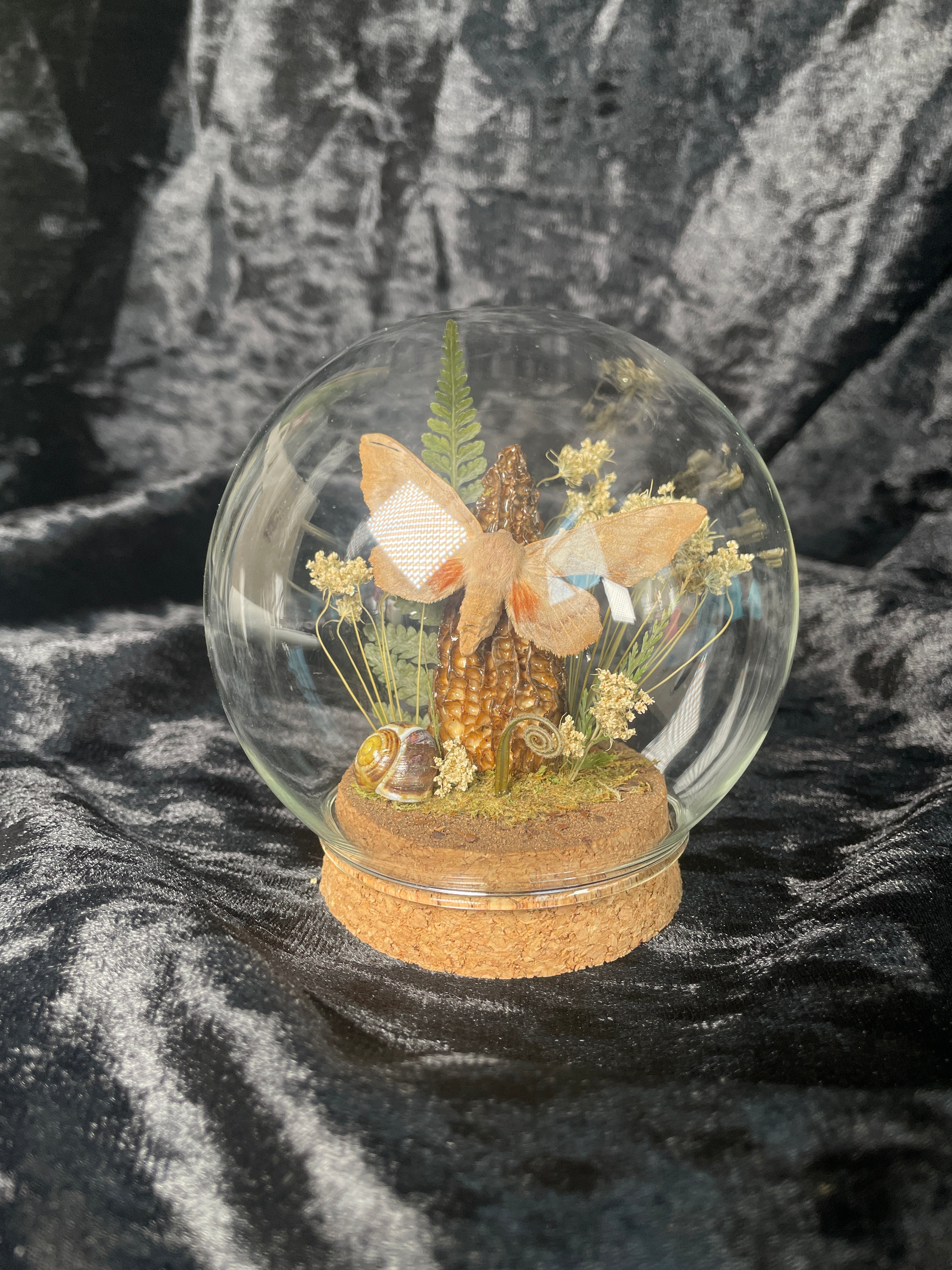 Hawkmoth specimen dome