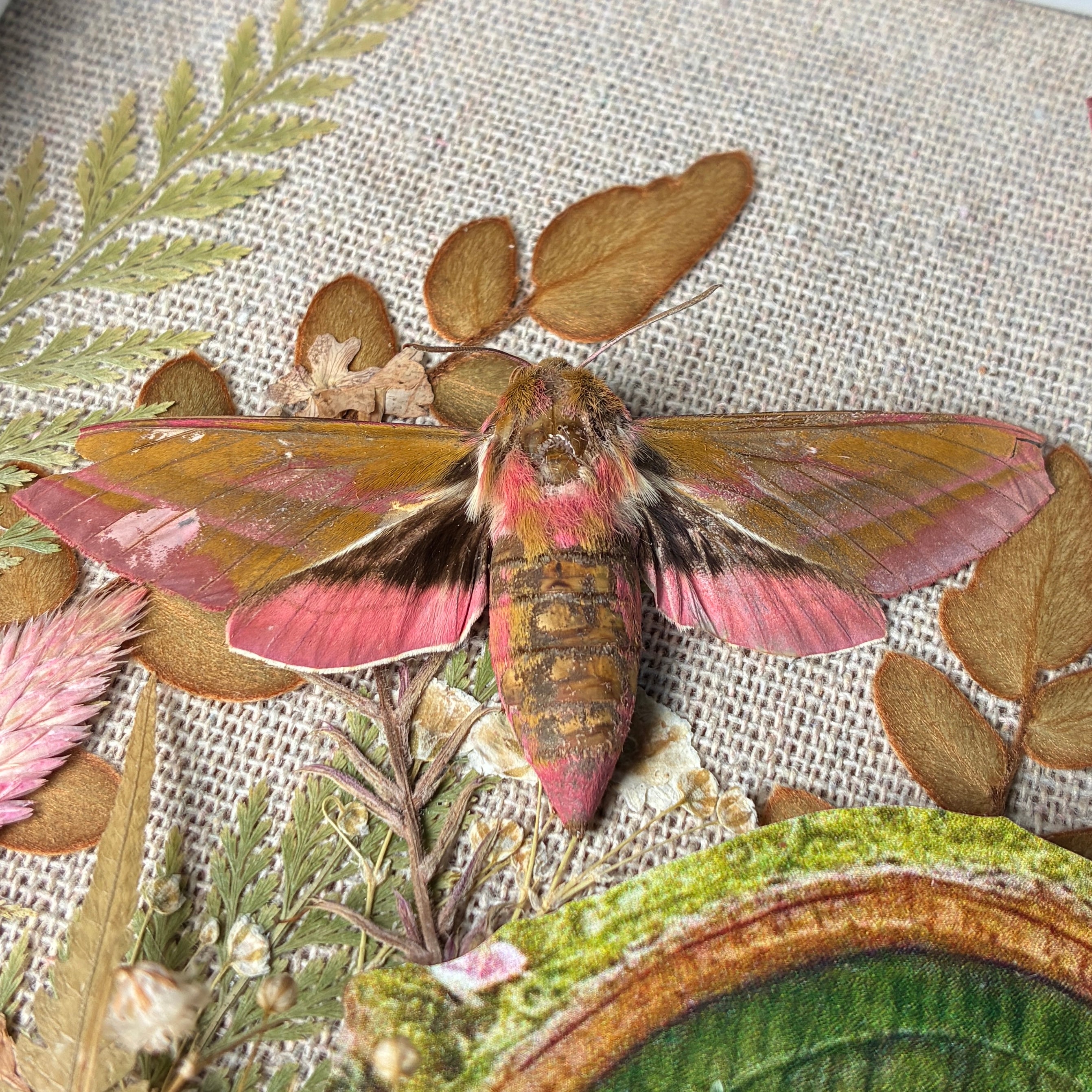 Elephant hawk moth specimen frame