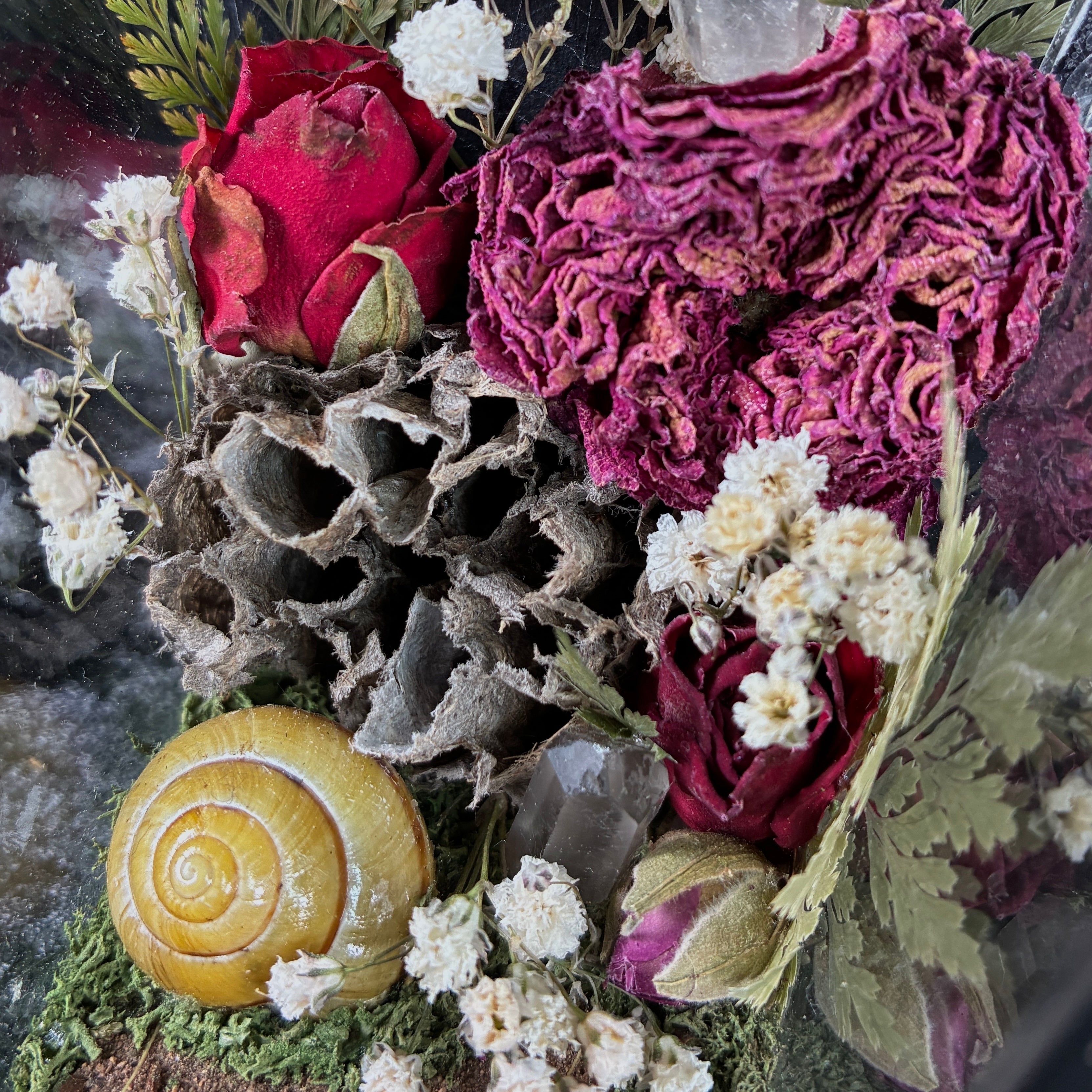 Deathshead hawk moth specimen coffin