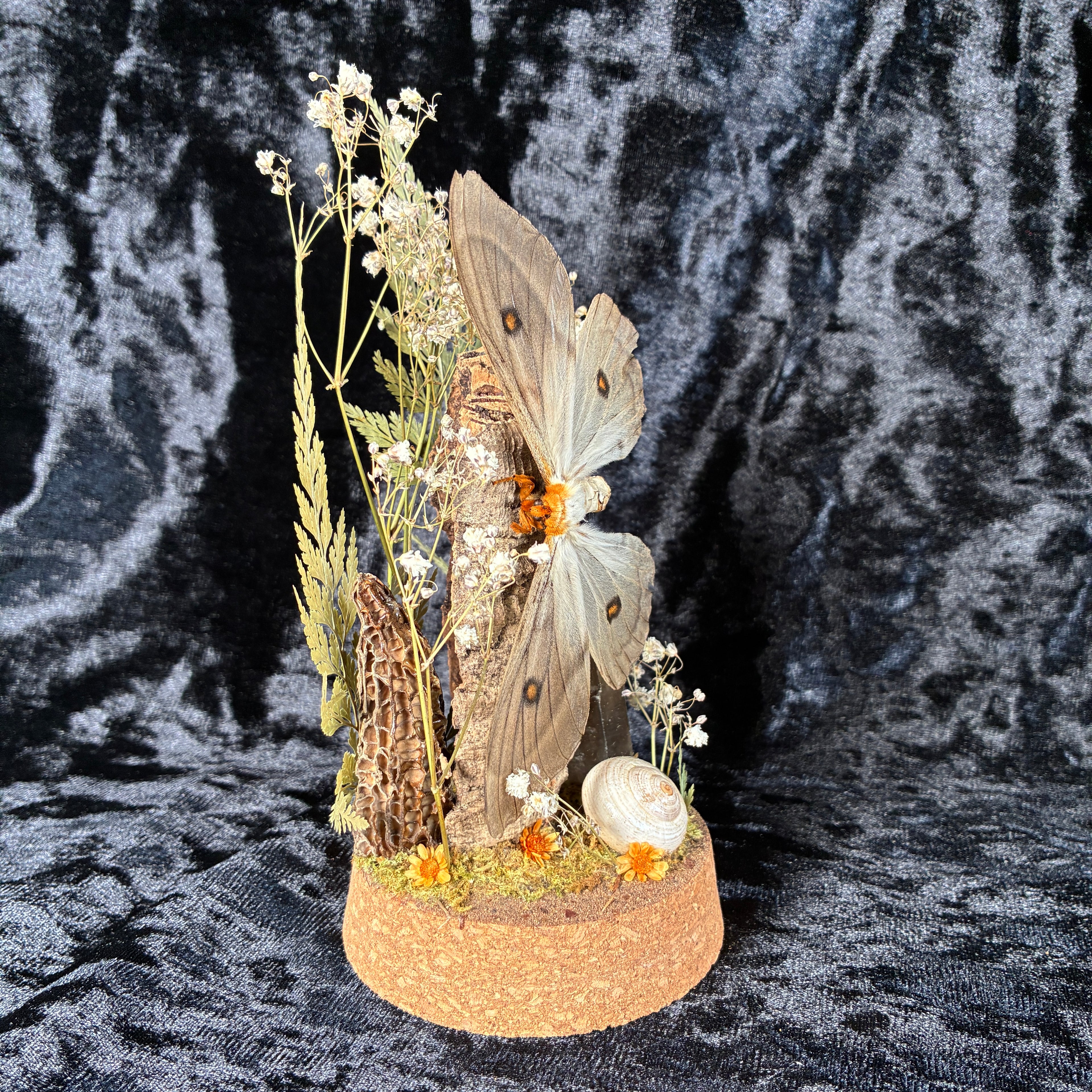 Ghostly silk moth dome