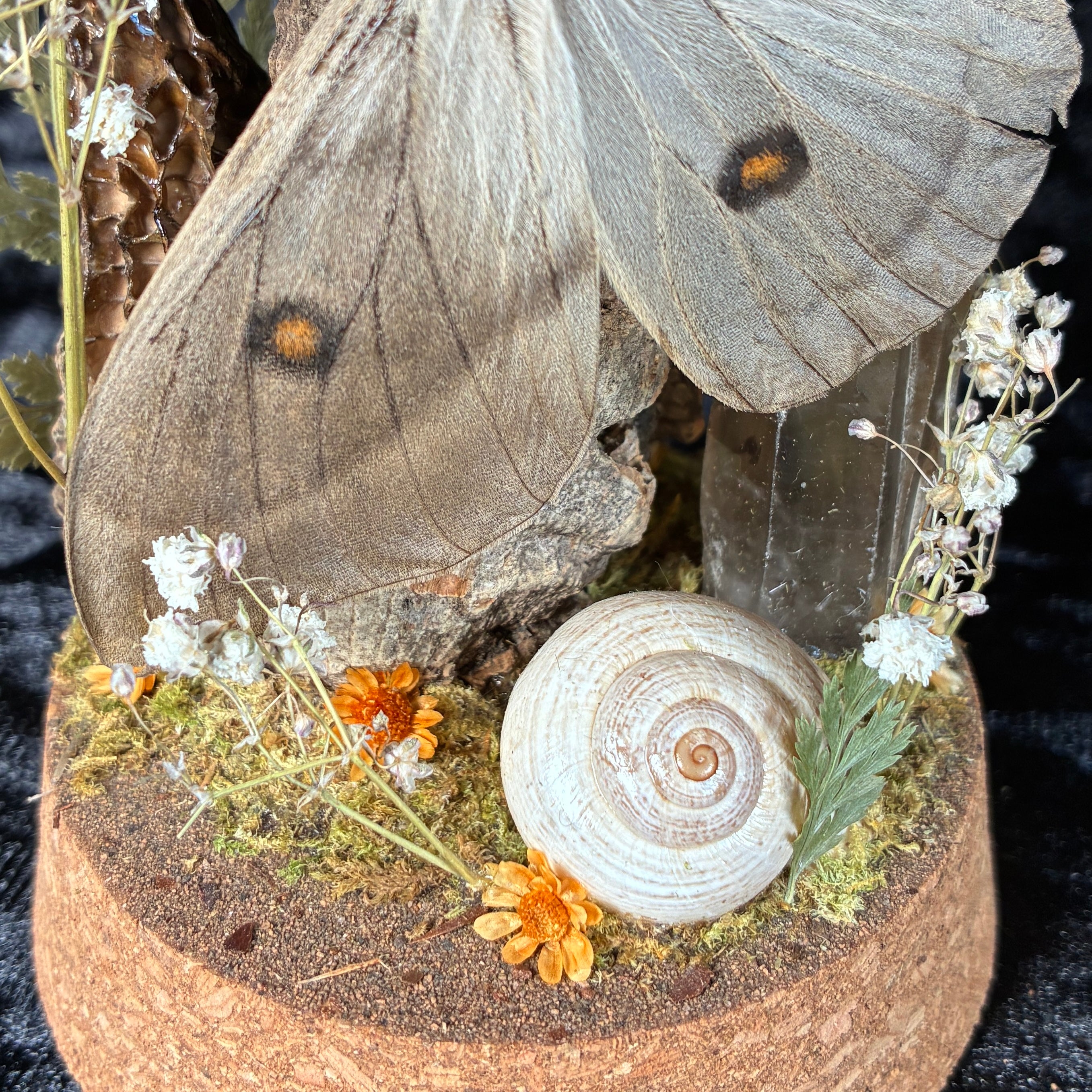 Ghostly silk moth dome