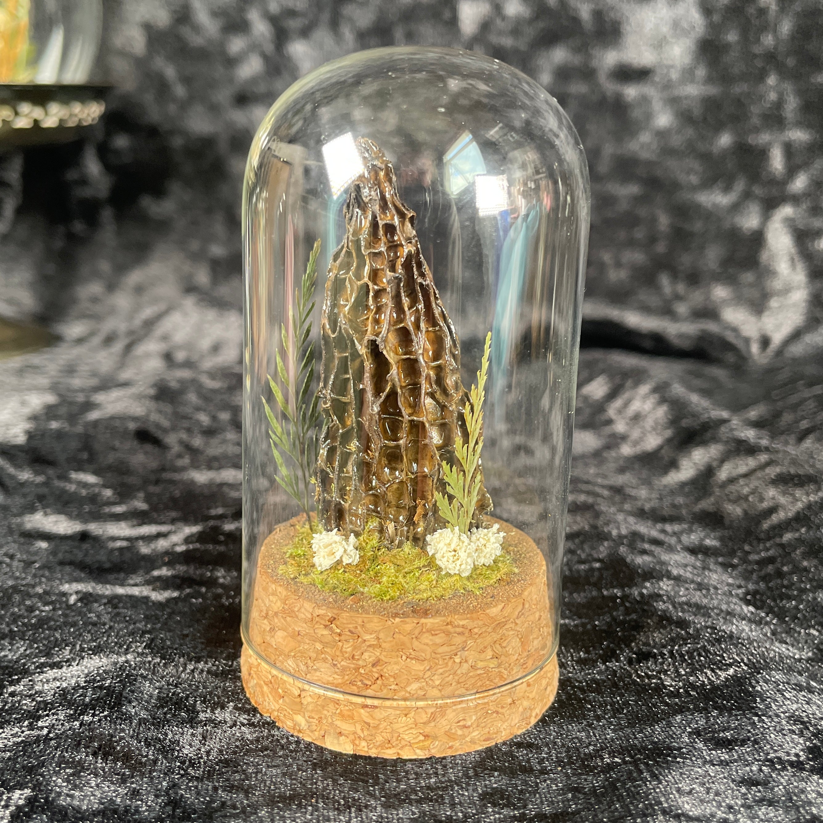 Real preserved morel mushroom dome