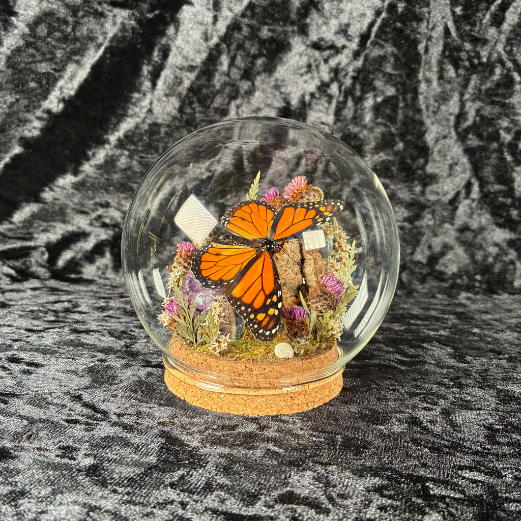 Monarch butterfly dome