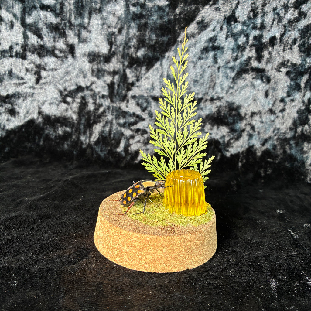 Beetle & faux jelly dome