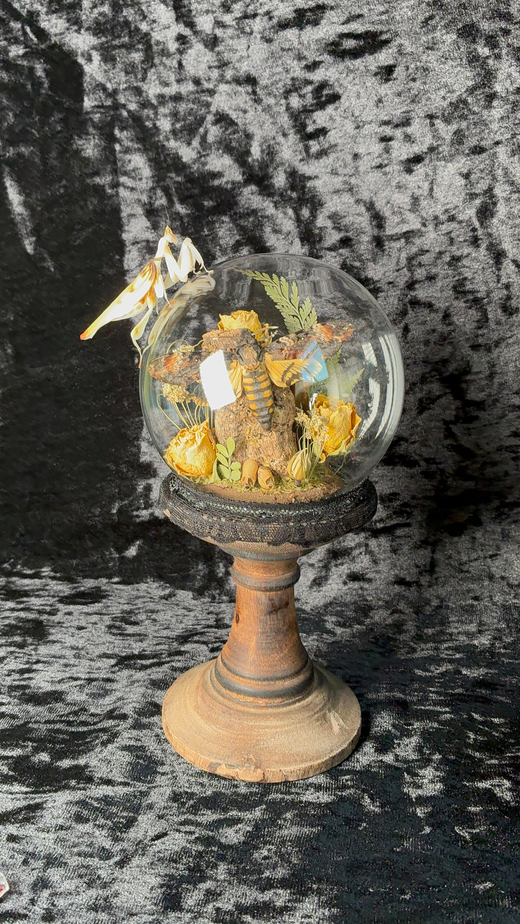 Death’s head hawk-moth dome