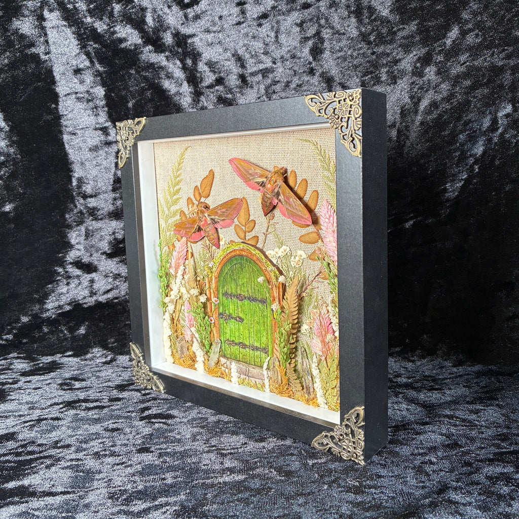 Elephant hawk moth specimen frame