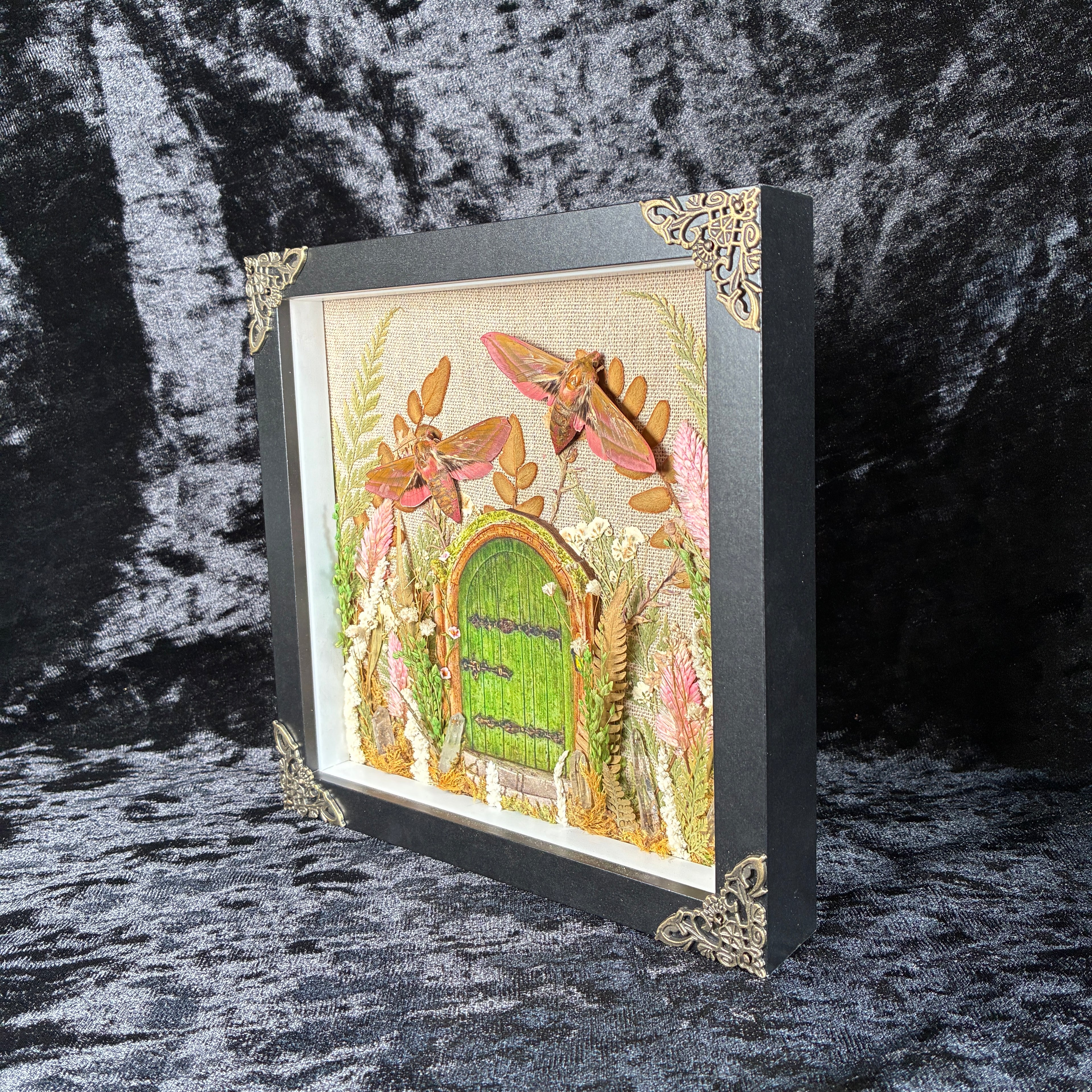 Elephant hawk moth specimen frame