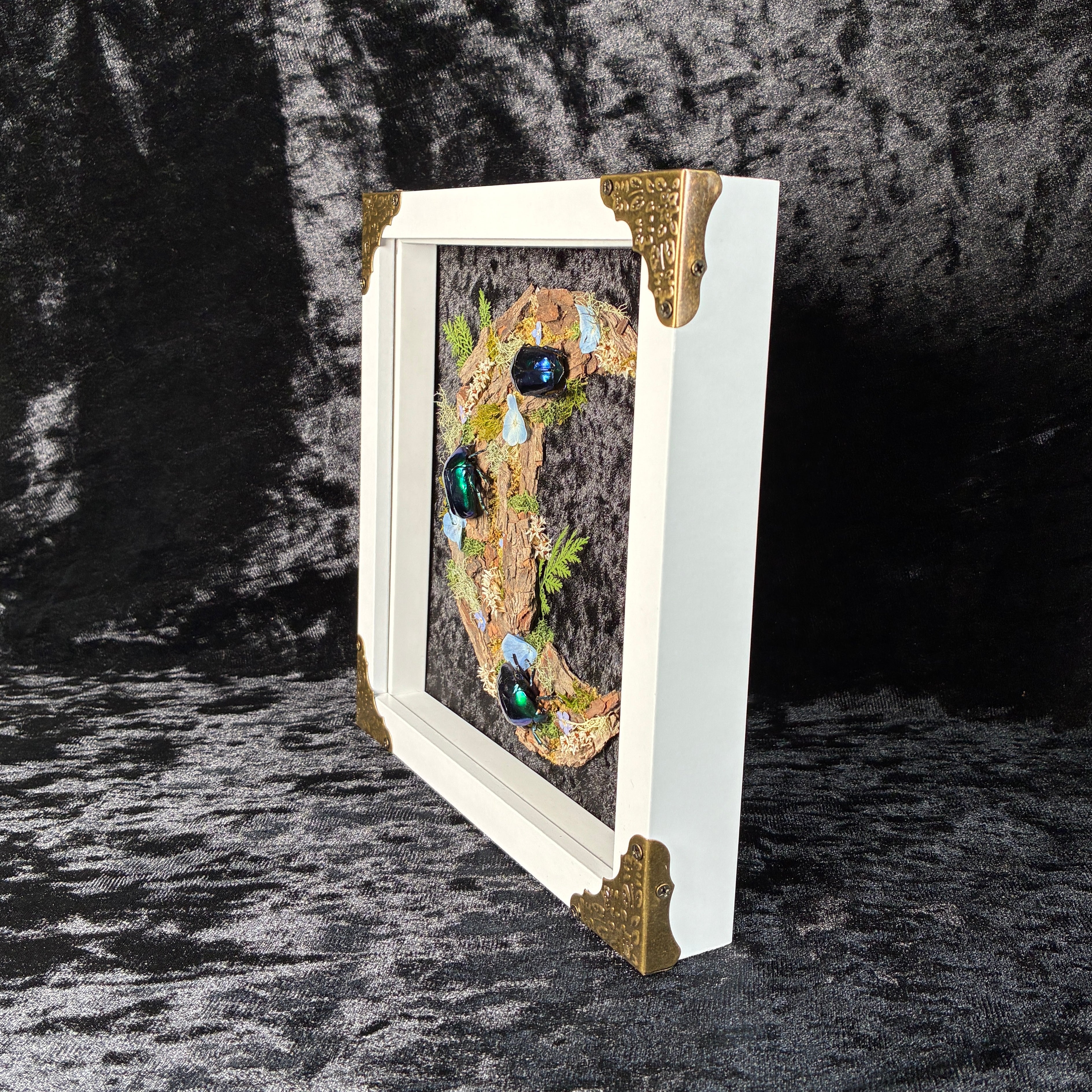 Cyan beetle moon frame