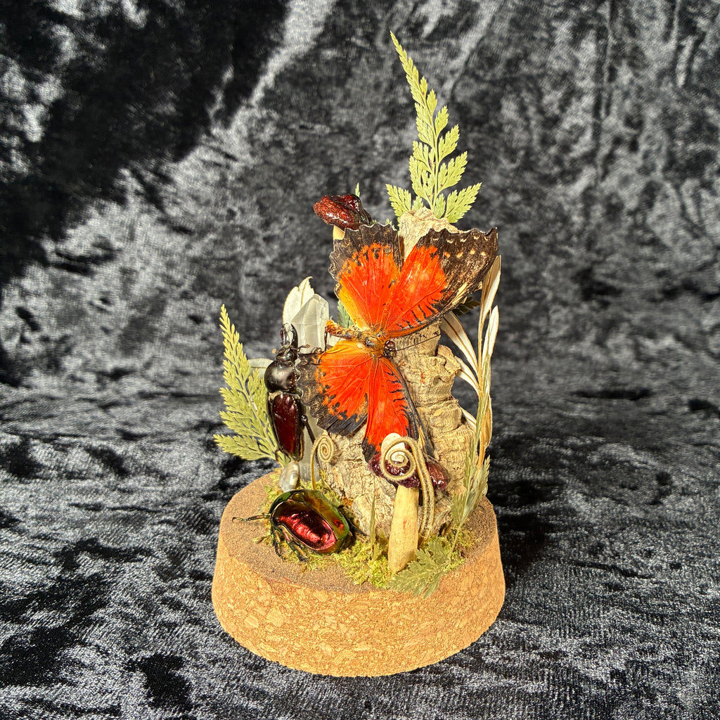 Butterfly, beetle & fungi dome