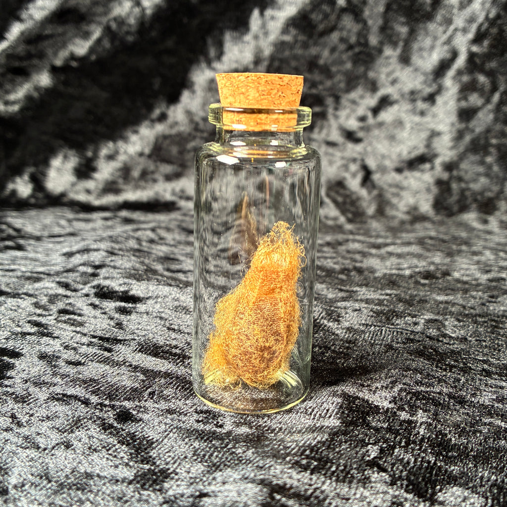 Oddity jar bundle, curio & specimen vials
