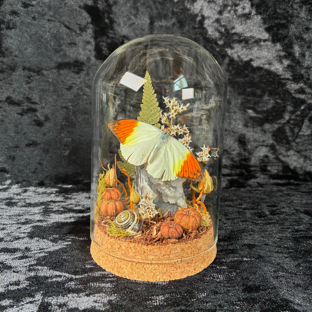 Orange tip butterfly specimen dome