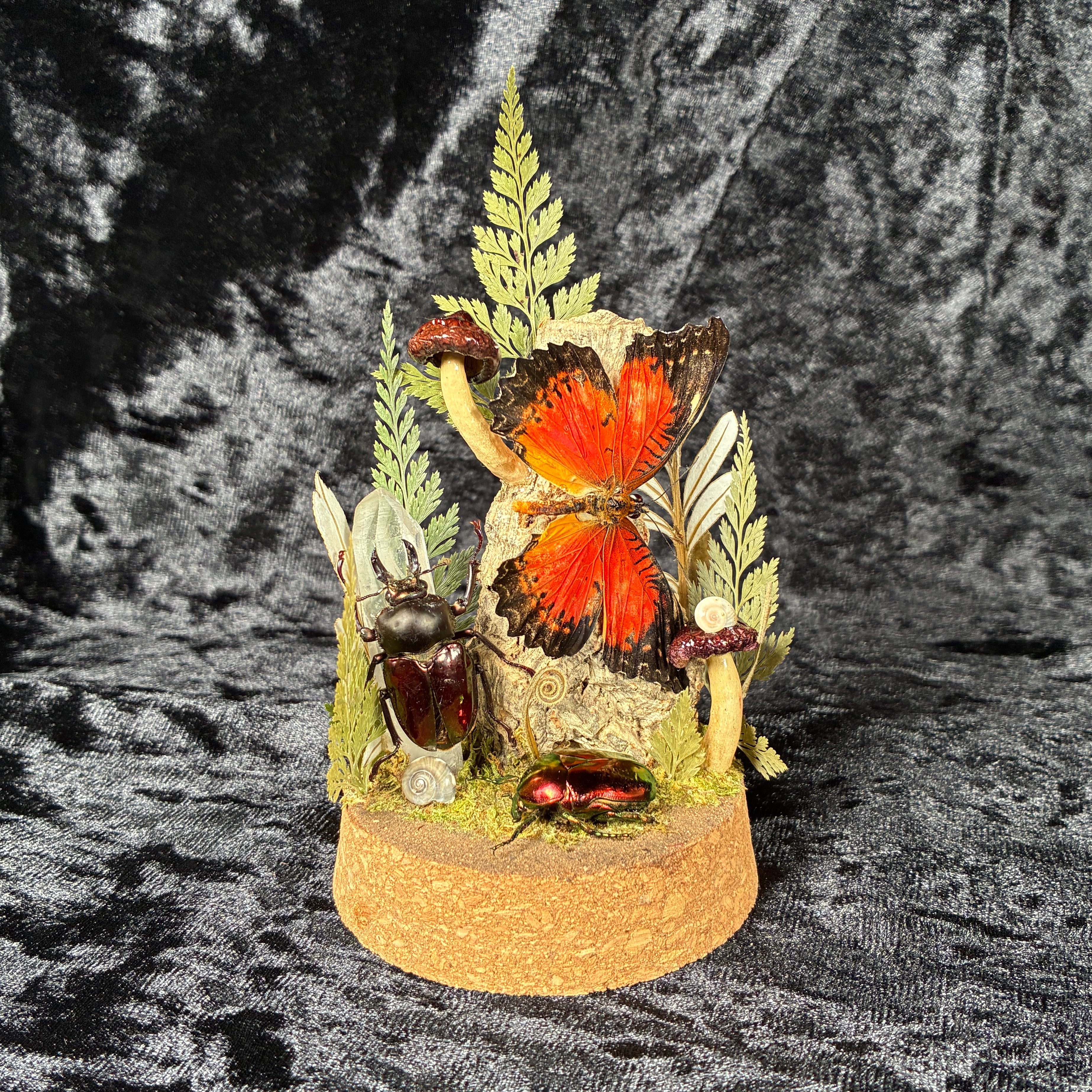 Butterfly, beetle & fungi dome