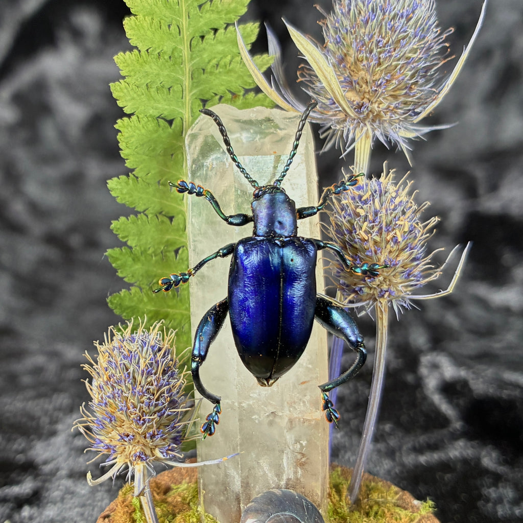 Frog legged beetle specimen dome