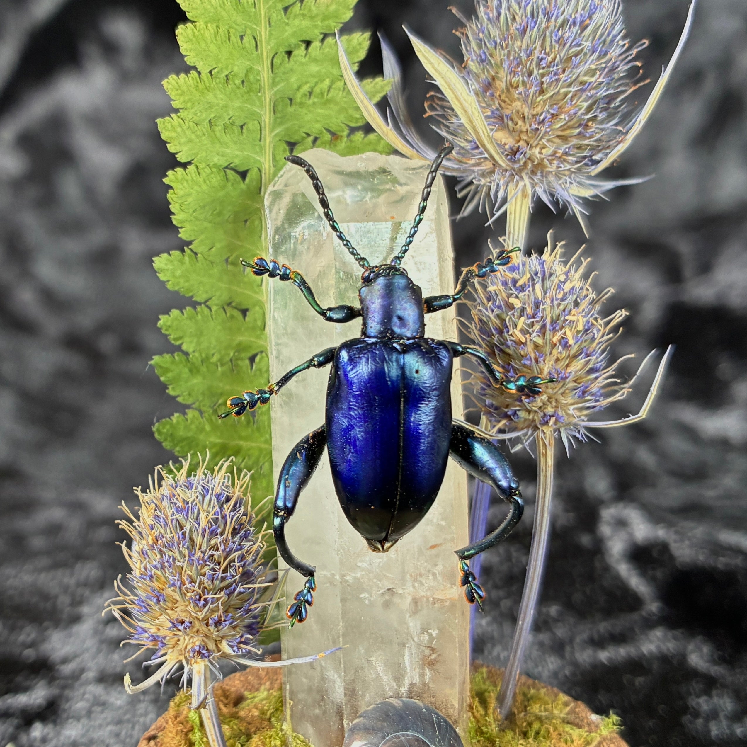 Frog legged beetle specimen dome