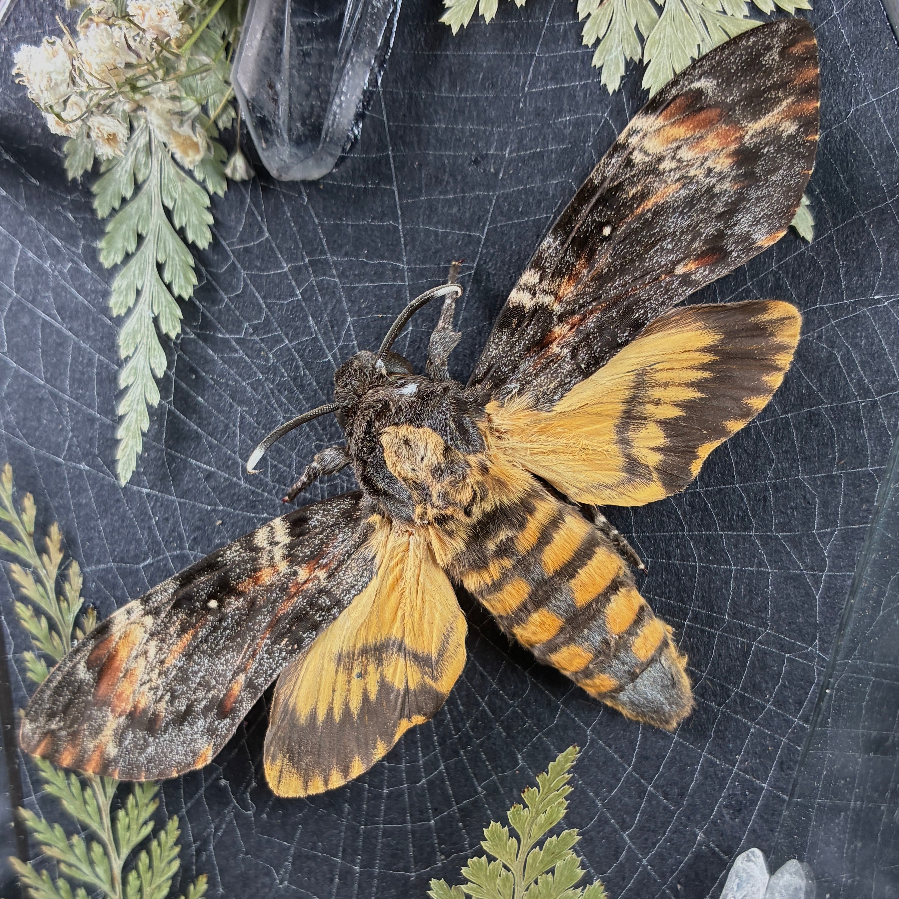 Deathshead hawk moth specimen coffin