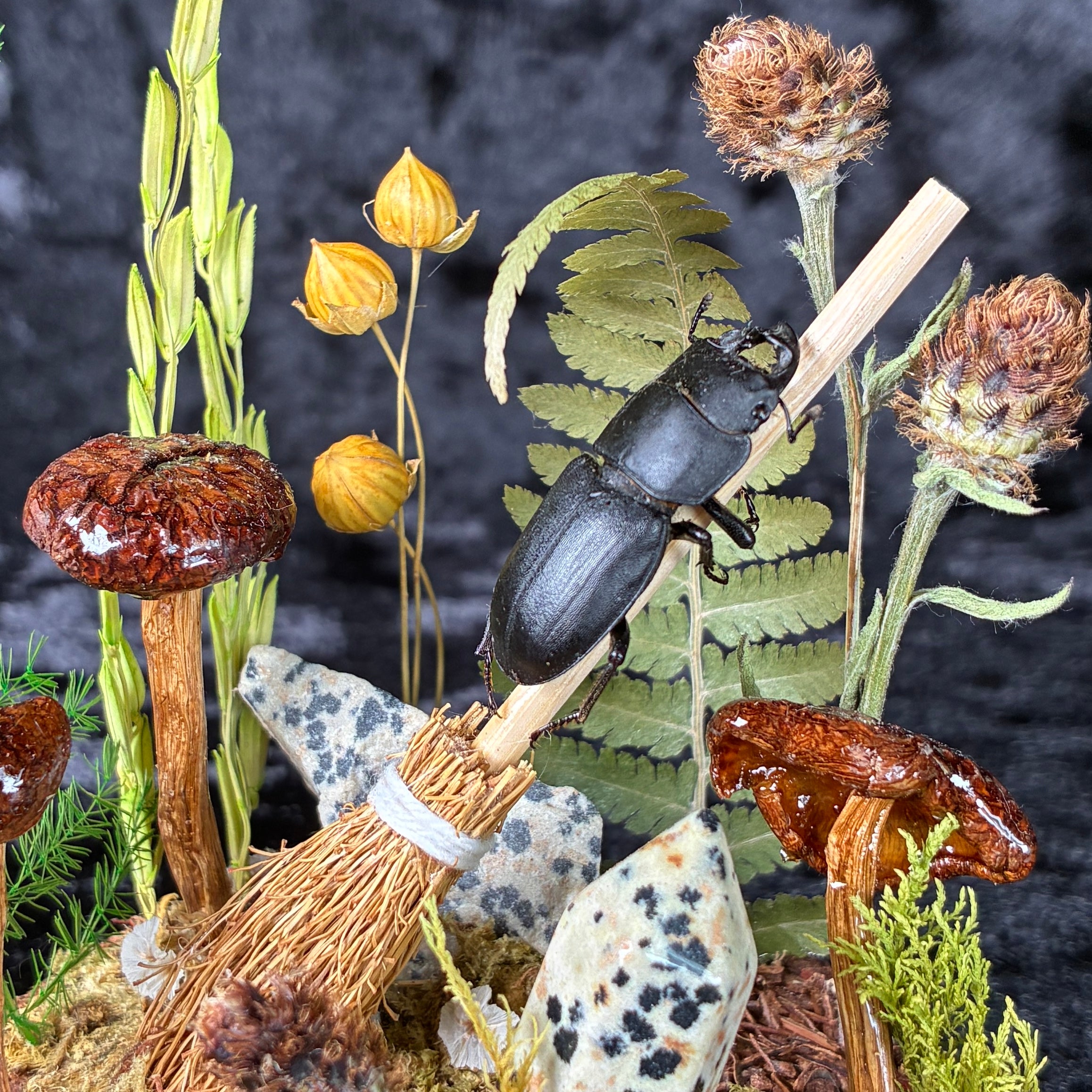 Beetle on a broomstick dome