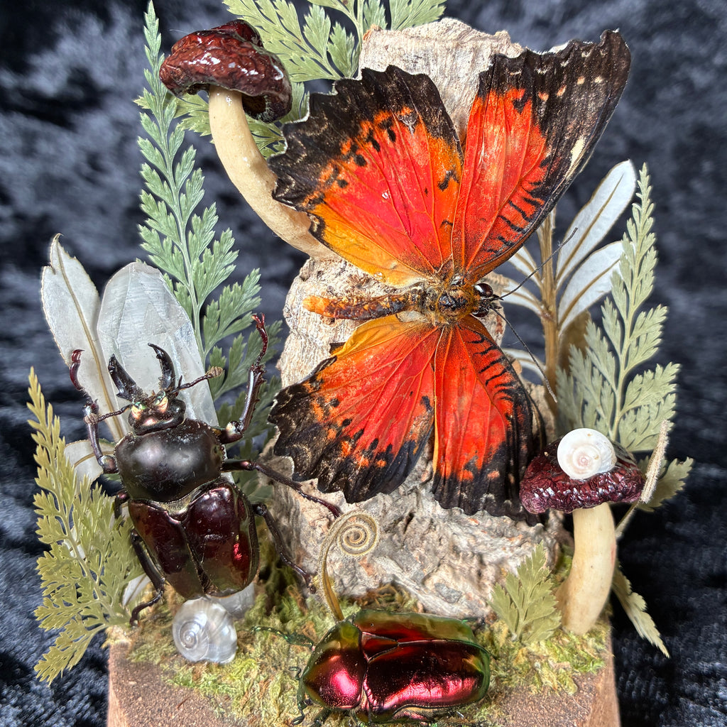 Butterfly, beetle & fungi dome