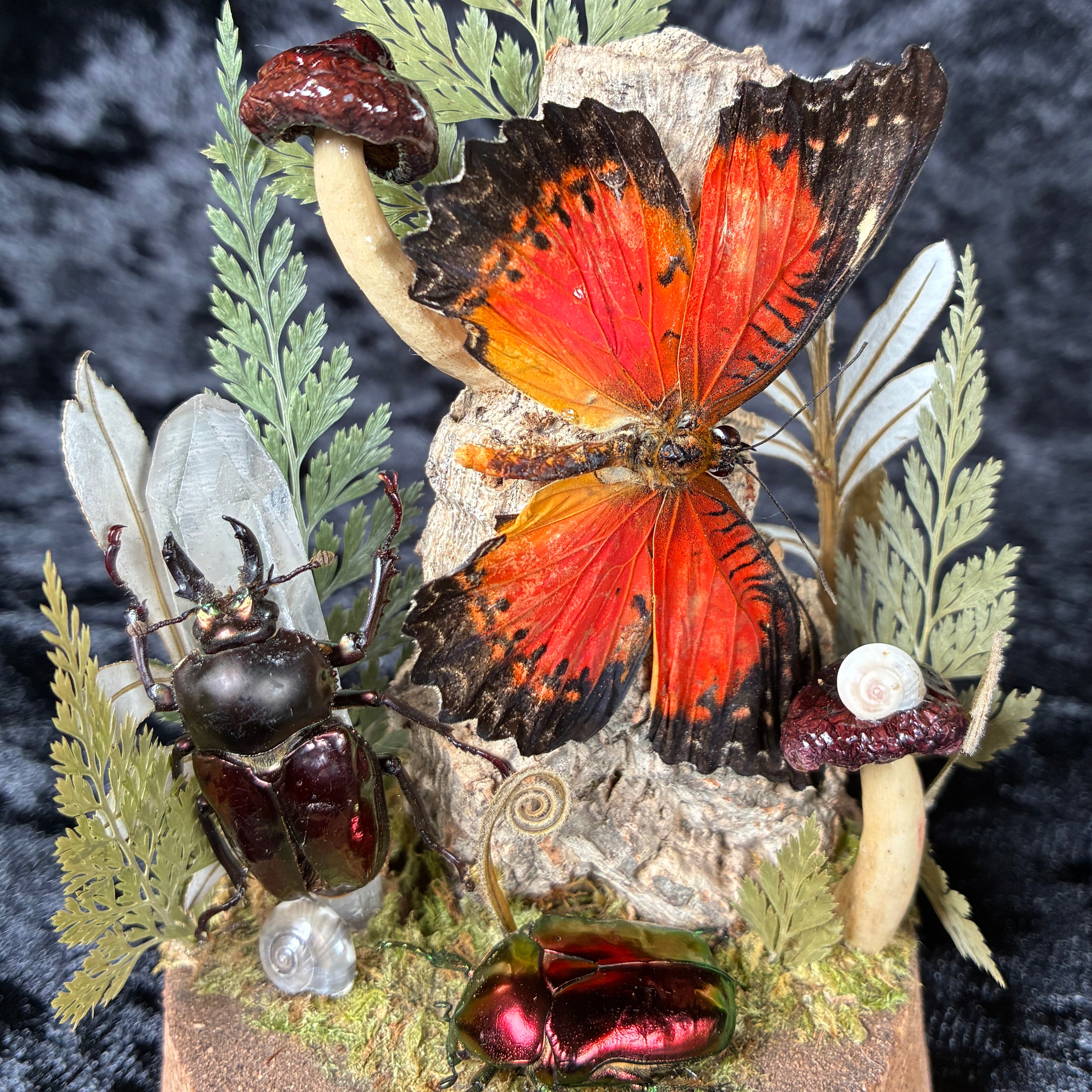 Butterfly, beetle & fungi dome