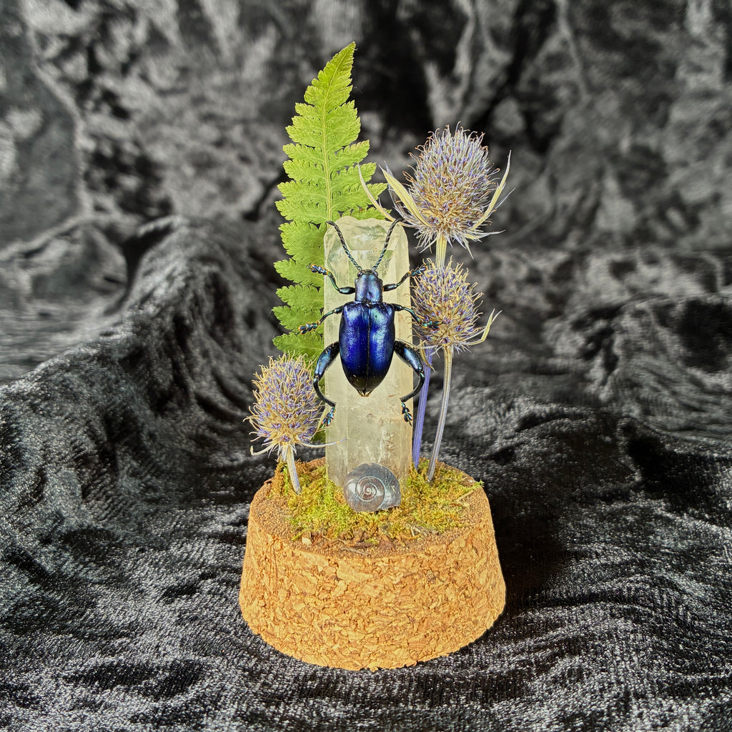 Frog legged beetle specimen dome