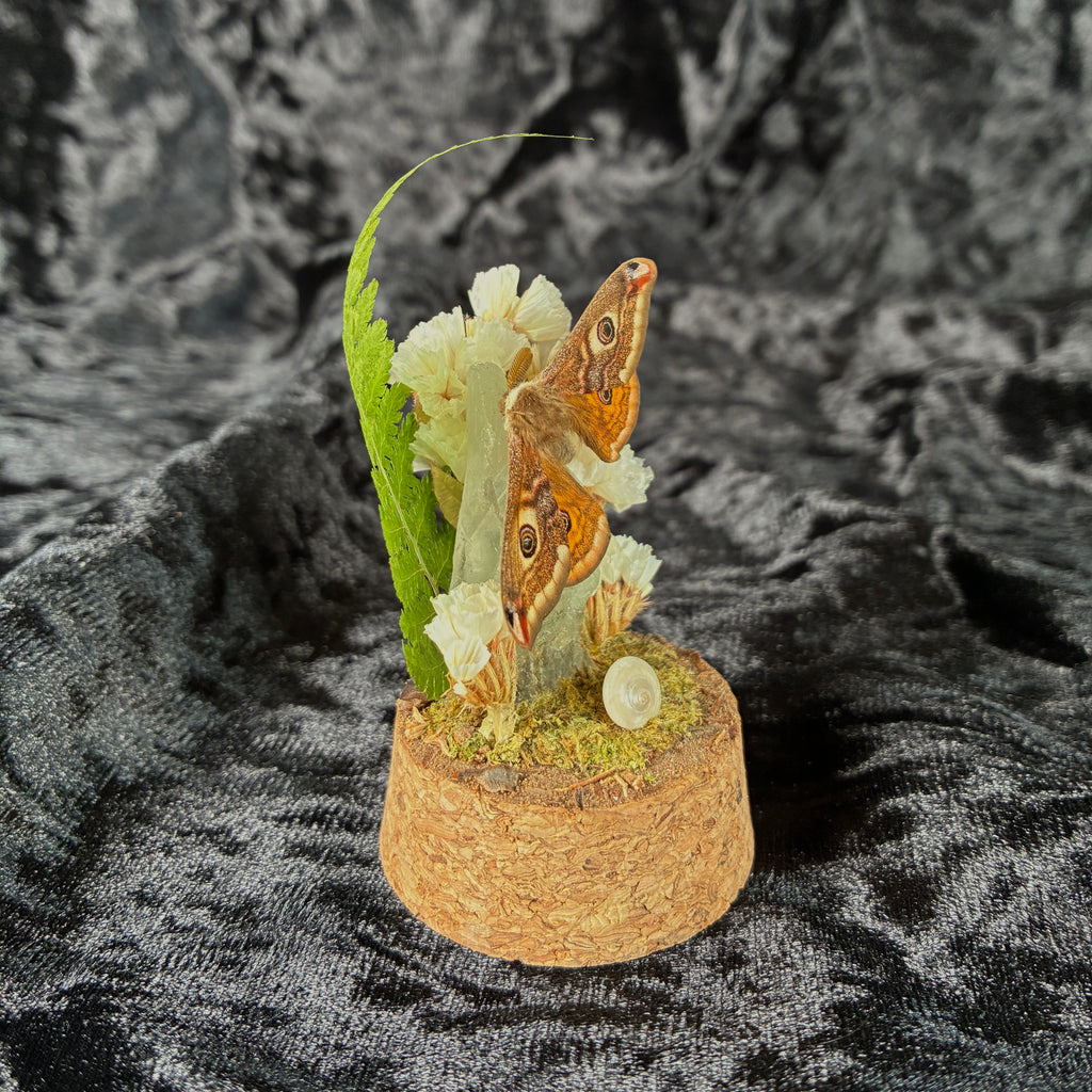 Small emperor moth specimen dome