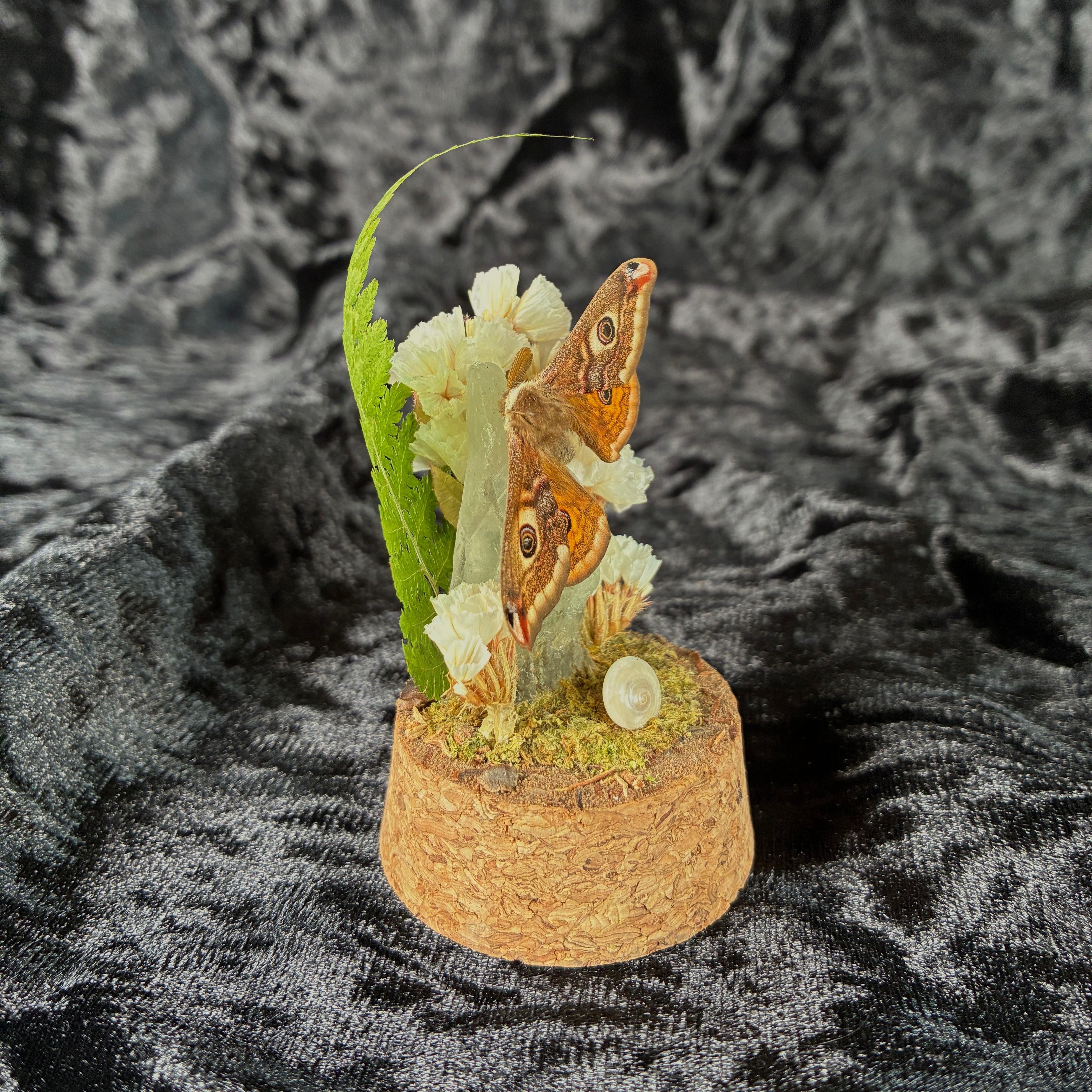 Small emperor moth specimen dome